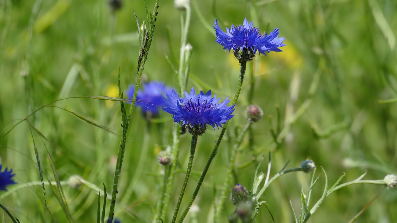 Leica V-Lux (Typ 114) sample photo. Flower, cornflower, blue photography