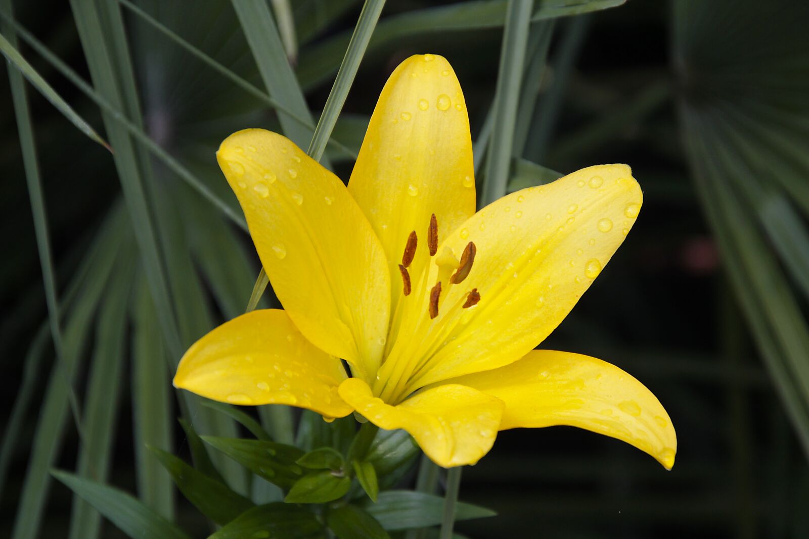 Canon EOS 700D (EOS Rebel T5i / EOS Kiss X7i) sample photo. Flower, nature, lily photography