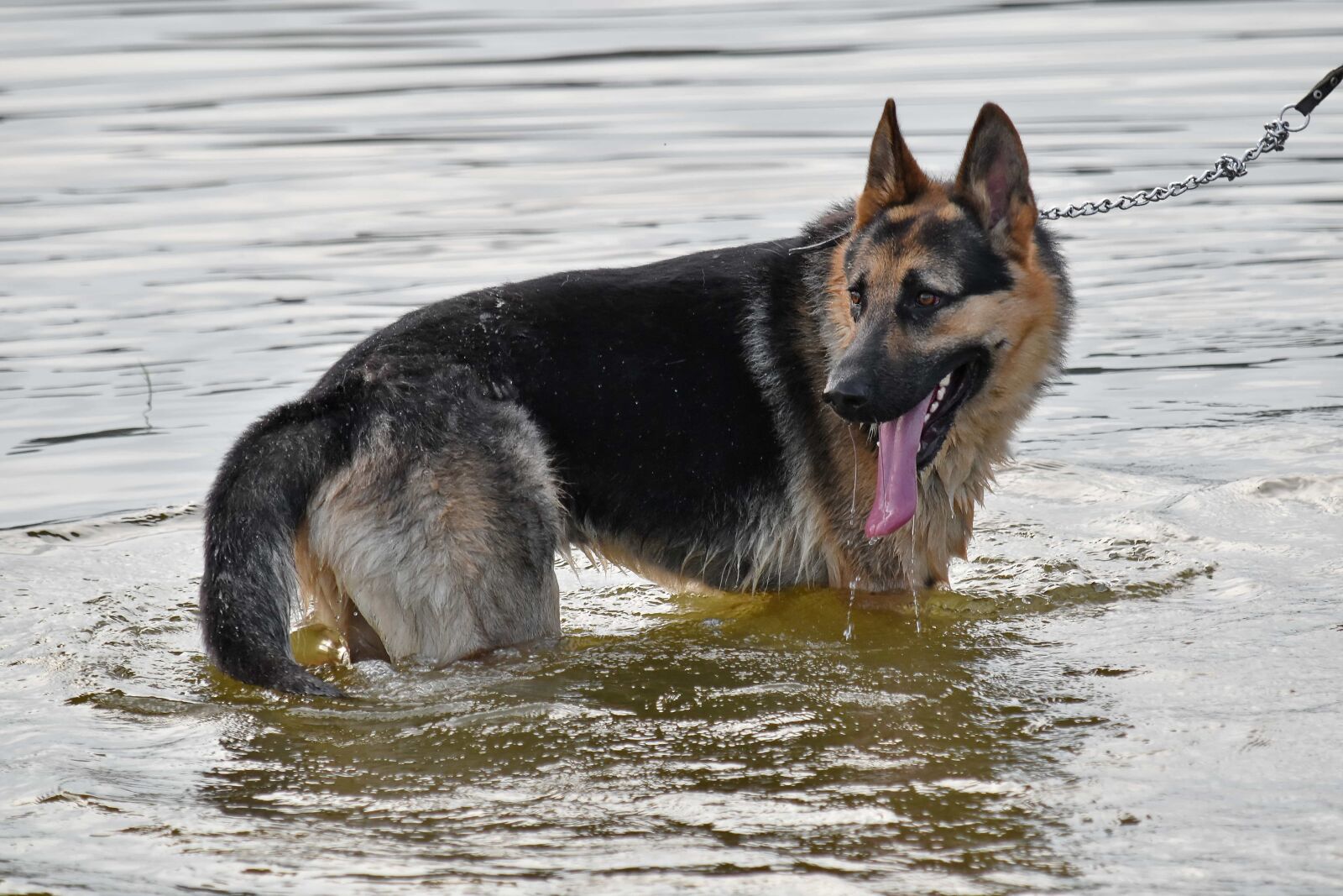 Nikon D5500 sample photo. Bathing, dog, shepherd dog photography