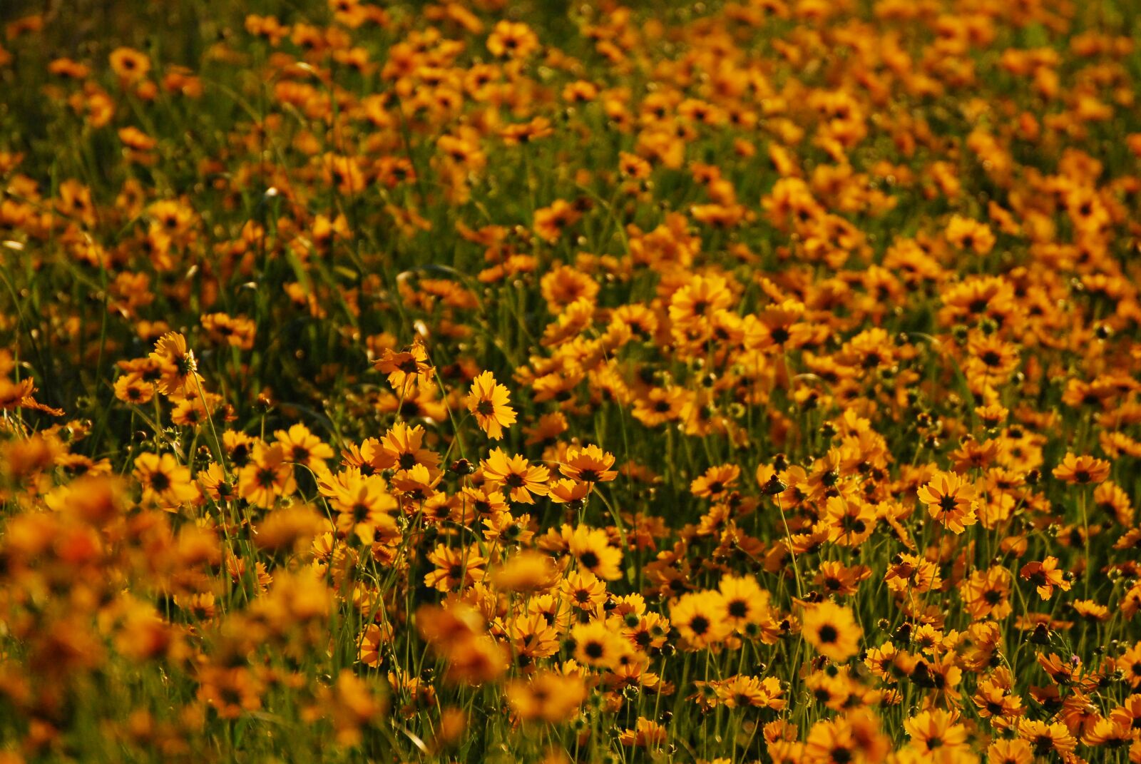 Nikon D200 sample photo. Flowers, nature, landscape photography