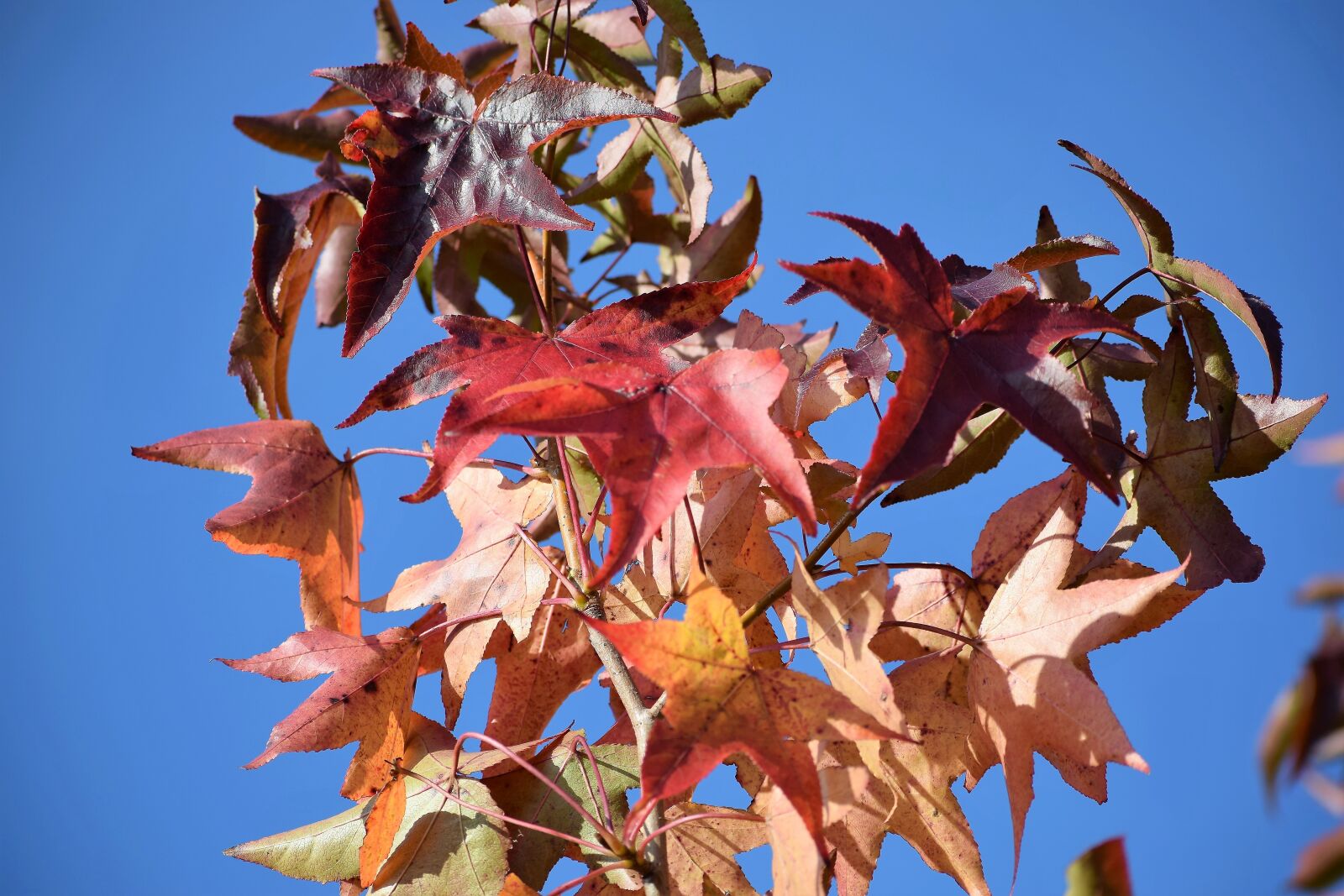 Nikon D3300 sample photo. Maple, acer, colorful leaves photography