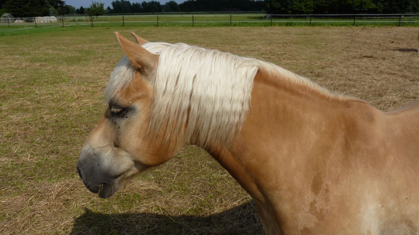 Panasonic Lumix DMC-FZ35 (Lumix DMC-FZ38) sample photo. Animal, horse, haflinger photography