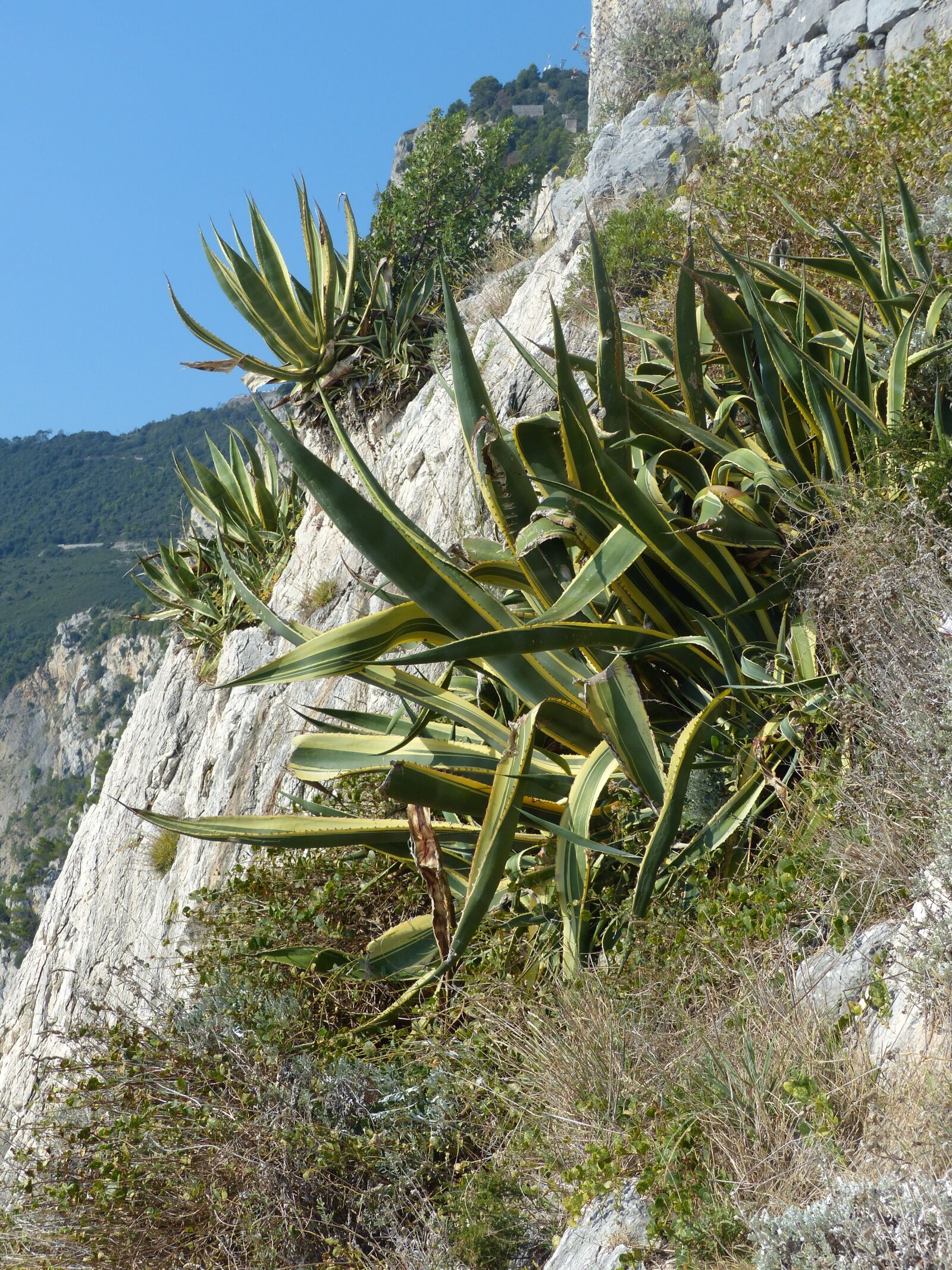 Panasonic Lumix DMC-FZ200 sample photo. Agave, rocky coast, mediterranean photography