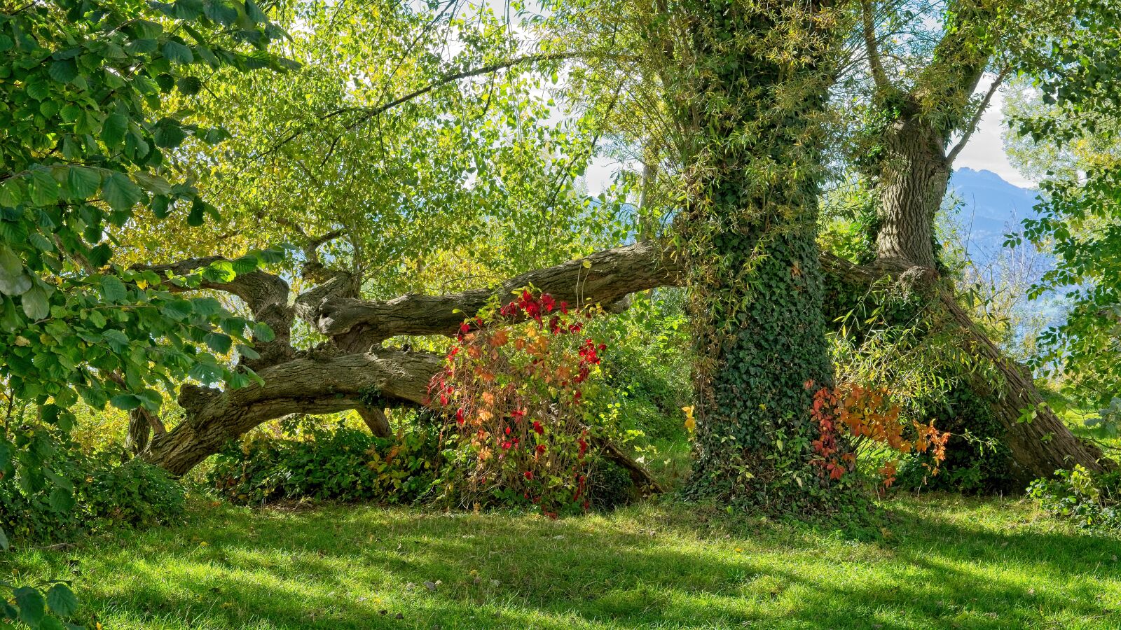 Nikon D7100 sample photo. Autumn, tree, lying photography