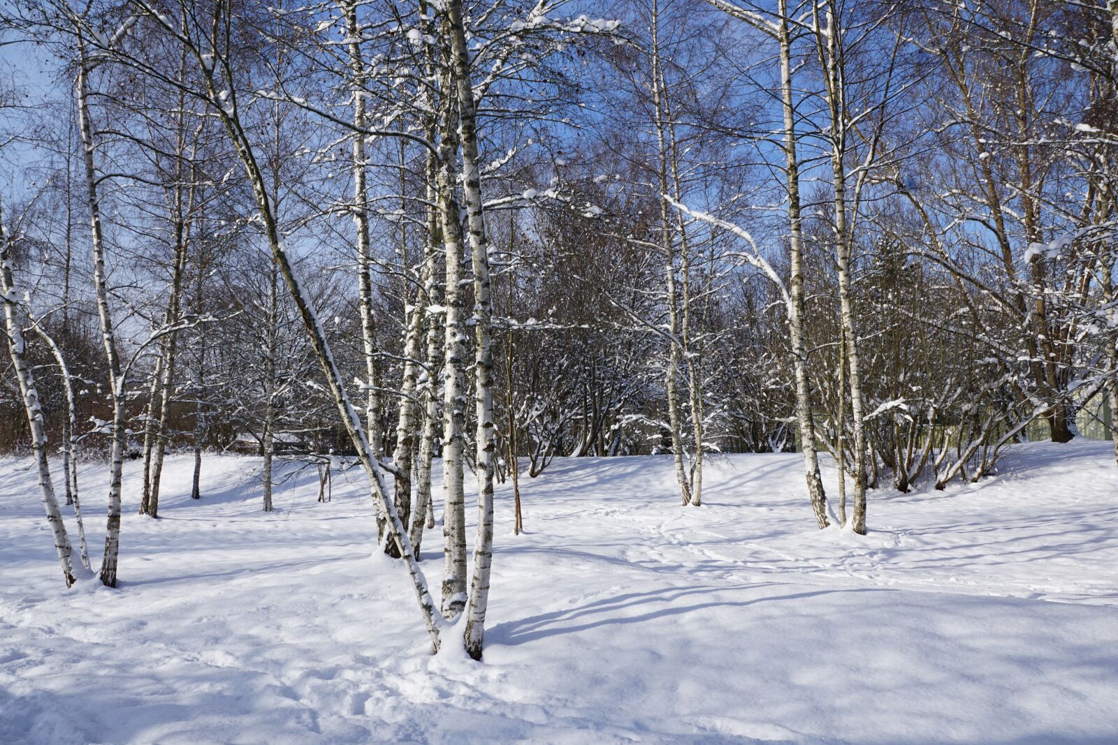 Sony DT 16-50mm F2.8 SSM sample photo. Snow, winter, birch photography