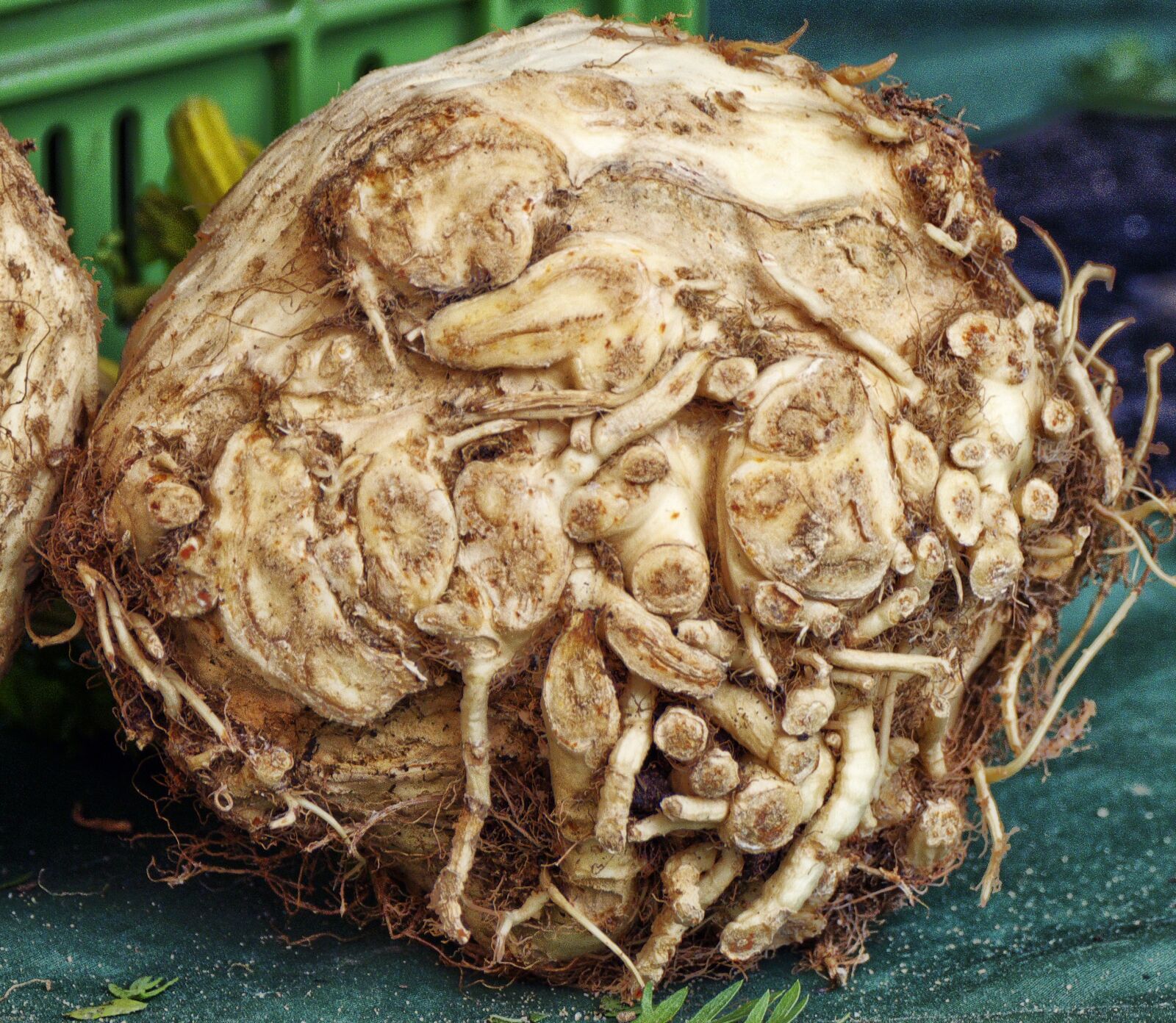 Panasonic Lumix DMC-FZ1000 sample photo. Celery, celeriac, vegetables photography