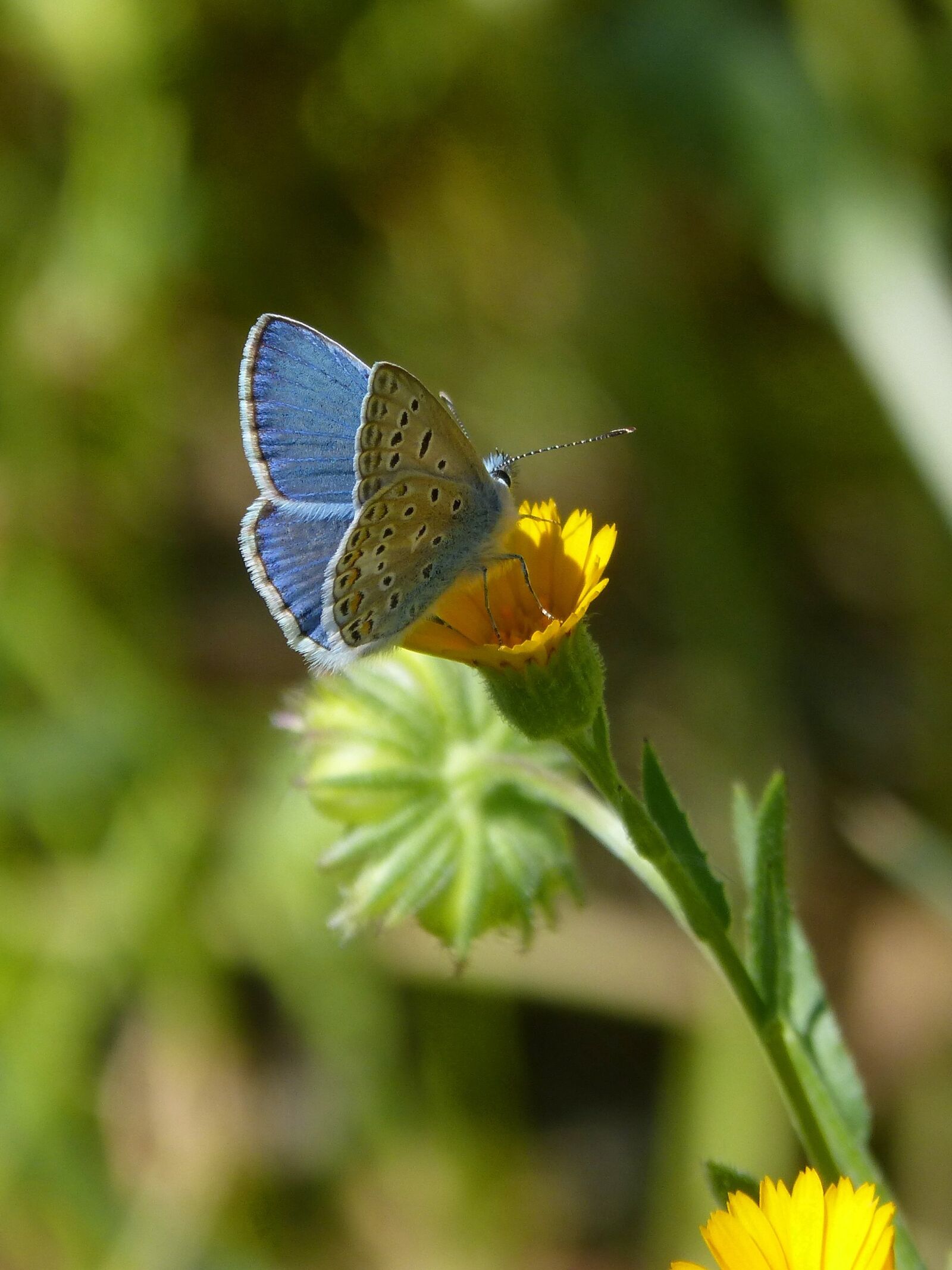 Panasonic DMC-FZ62 sample photo. Pseudophilotes panoptes, butterfly, blue photography