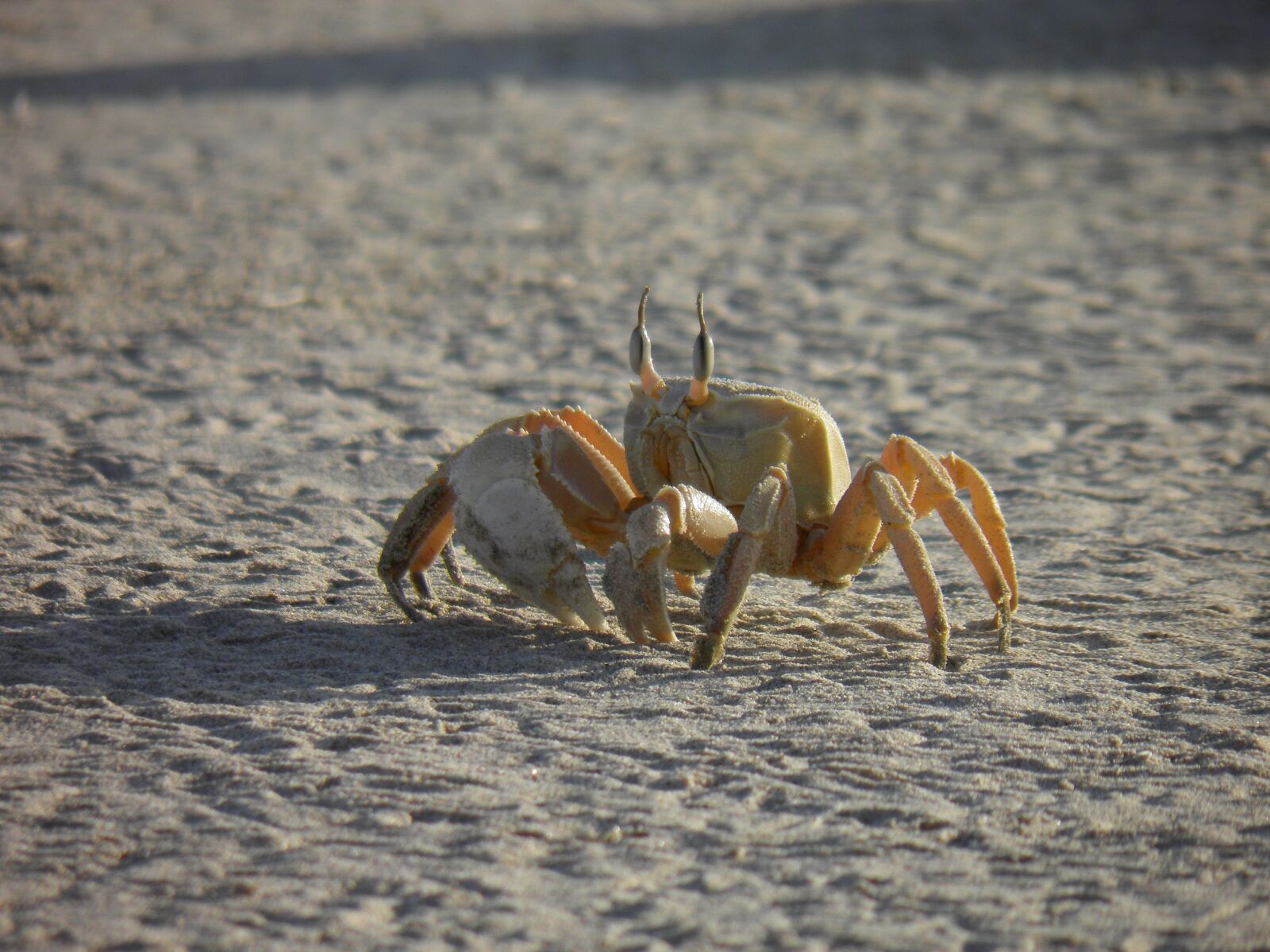 Olympus SP800UZ sample photo. Oman, sandy beach, crab photography