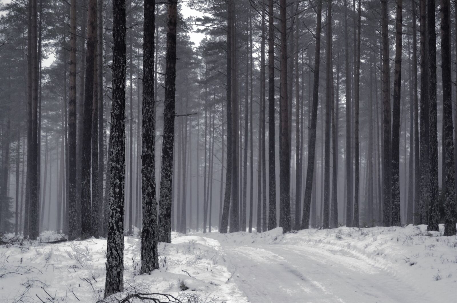 Nikon D3100 sample photo. Fog, forest, mist, nature photography