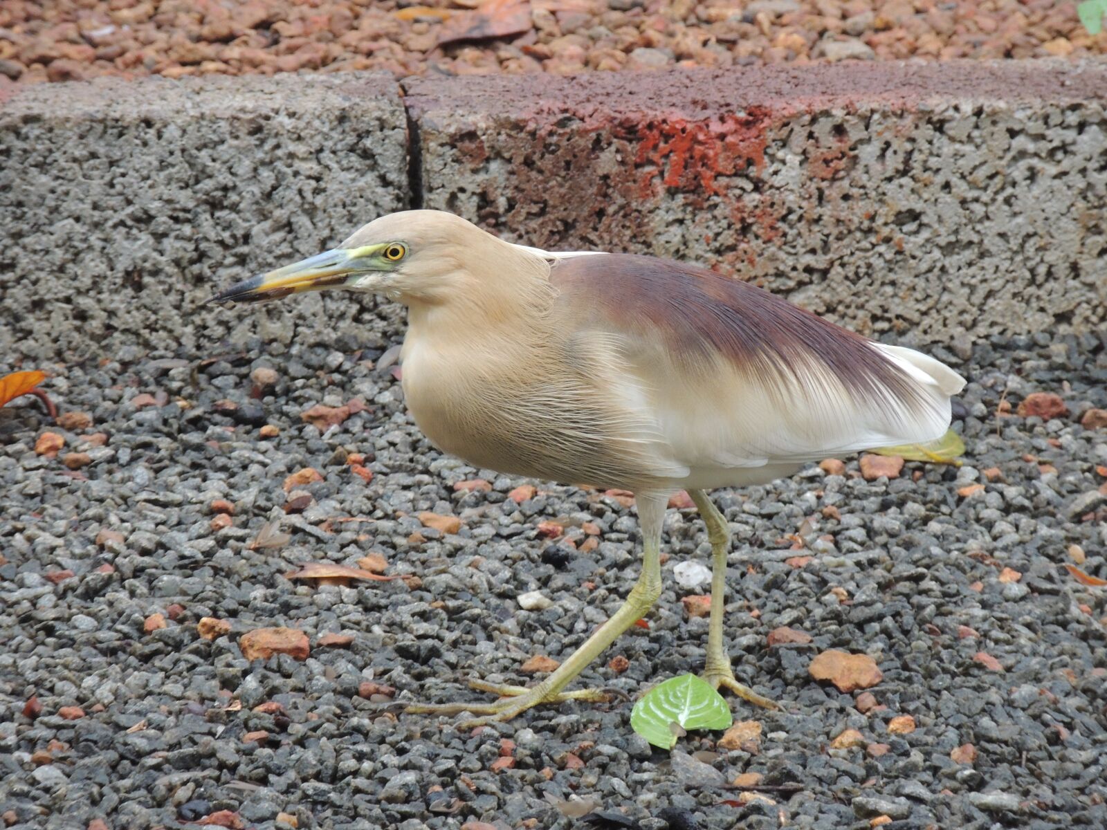 Nikon Coolpix P510 sample photo. Little heron, bird, heron photography