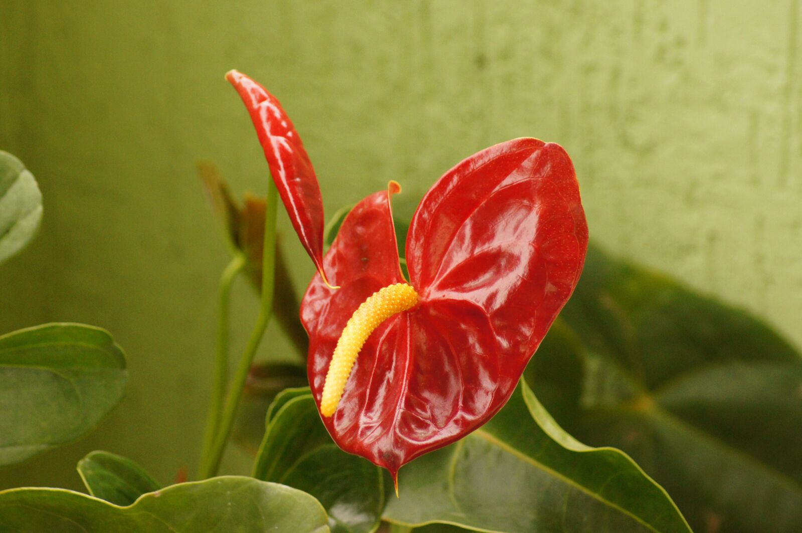 Sony SLT-A55 (SLT-A55V) sample photo. Flora, florez, nature photography