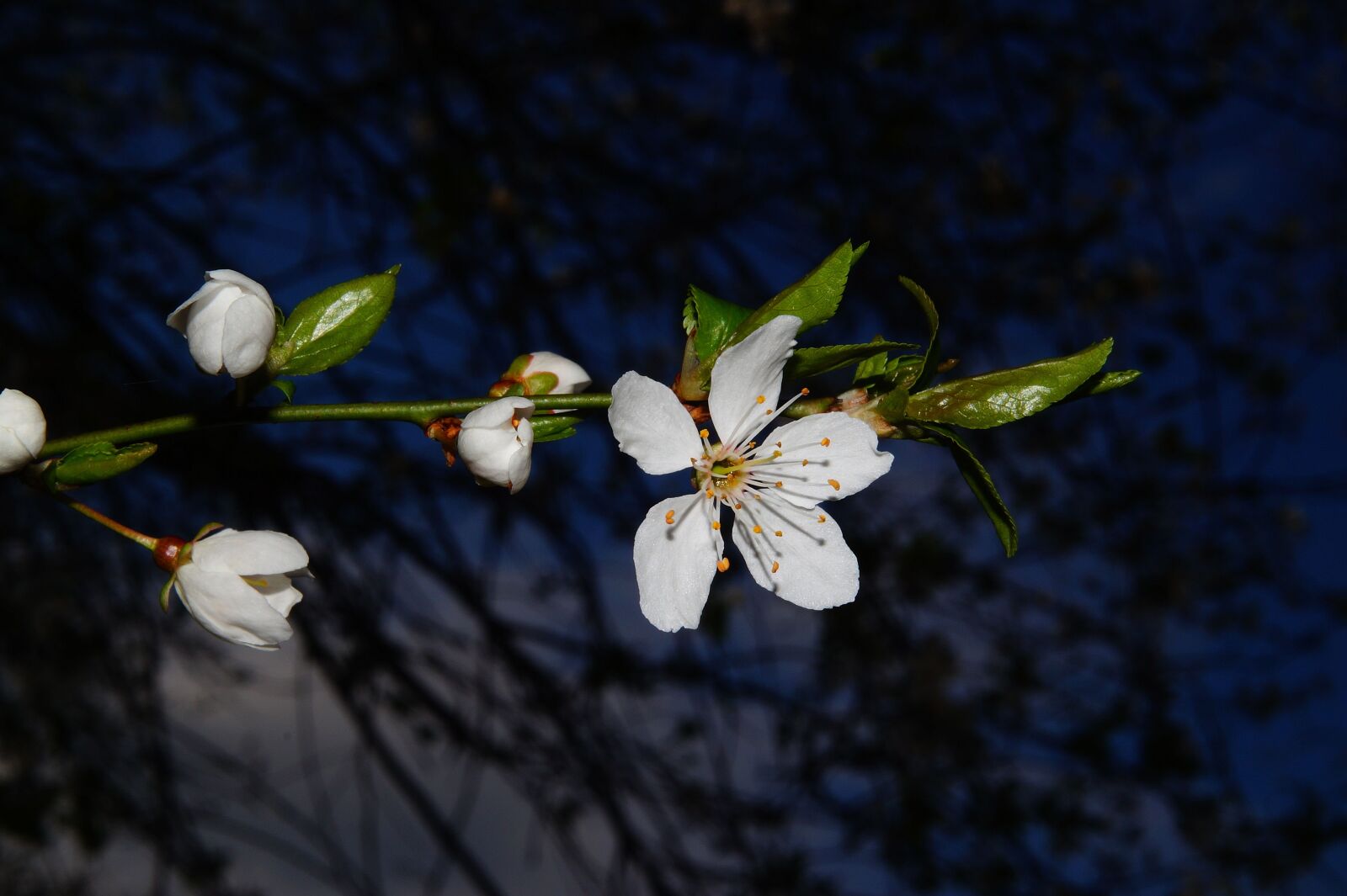 Sony SLT-A58 + Sony Planar T* 50mm F1.4 ZA SSM sample photo. Blossom, bloom, apple blossom photography