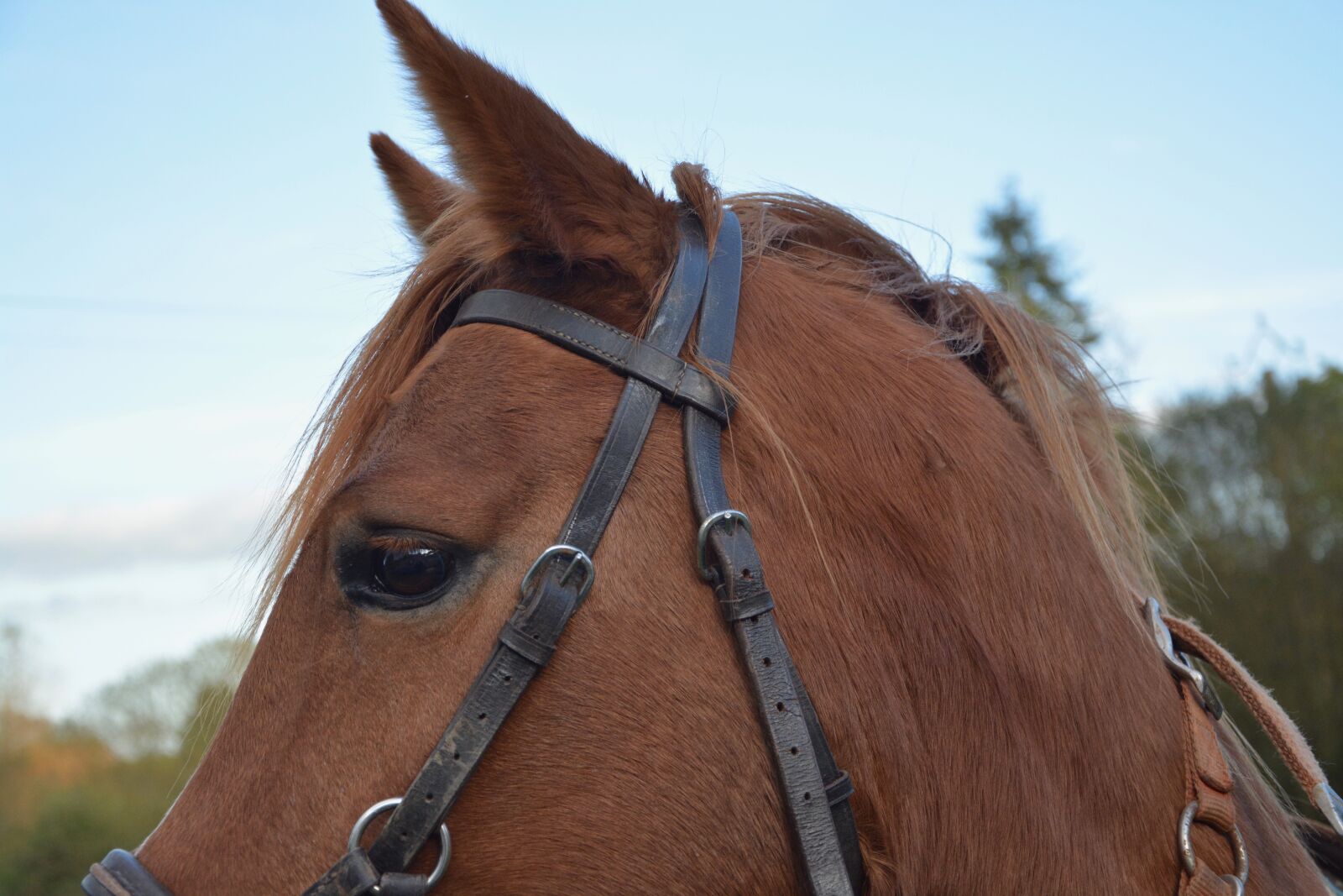 Nikon D5200 sample photo. Horse, mare, equine photography