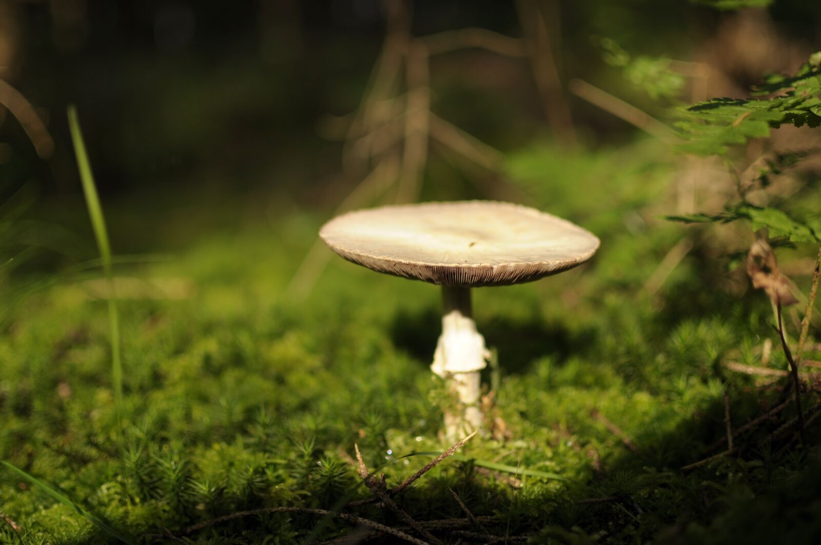 Nikon D90 sample photo. Mushroom, autumn, nature photography