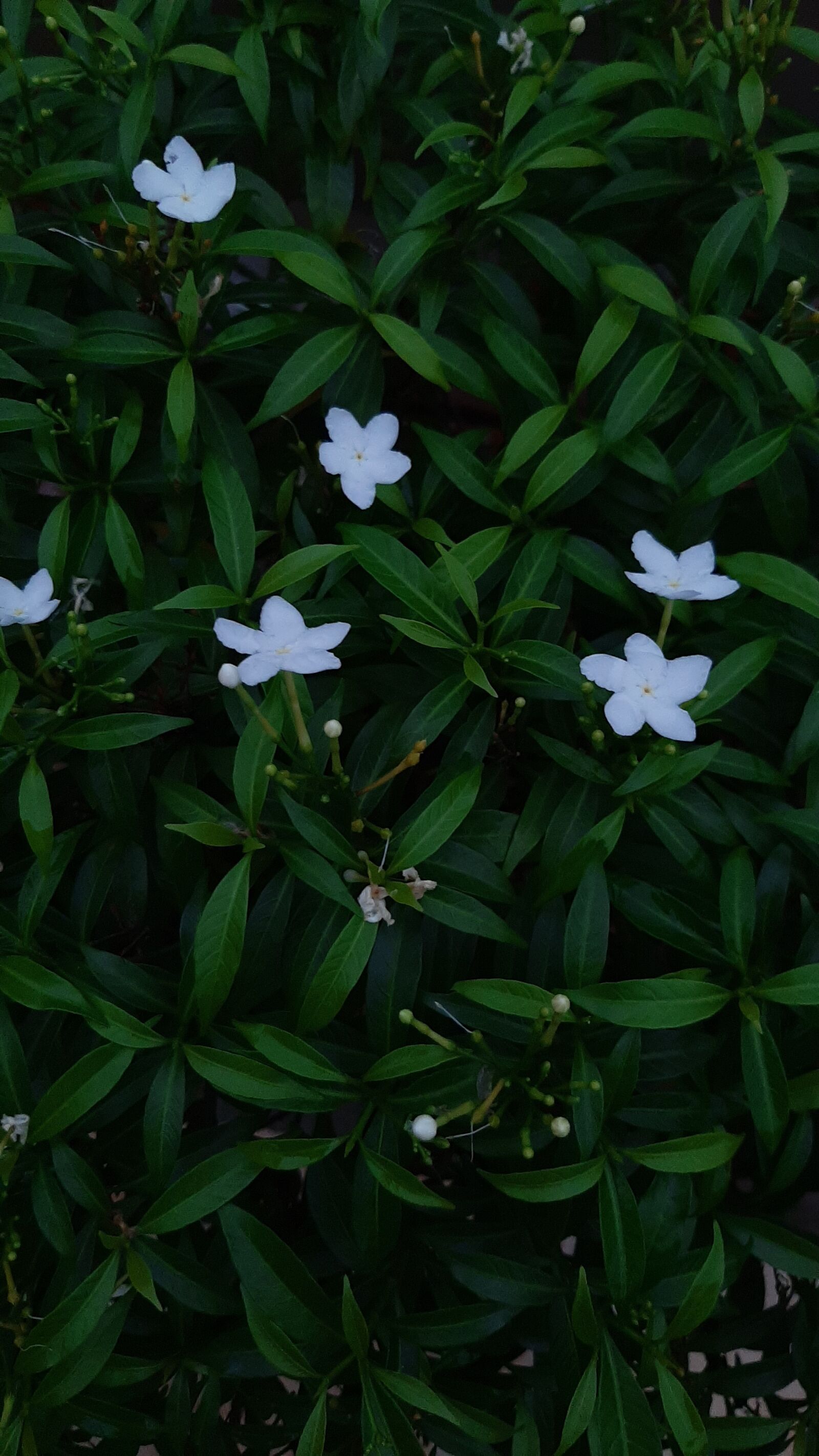 Samsung Galaxy A50 sample photo. Green, flower, white photography