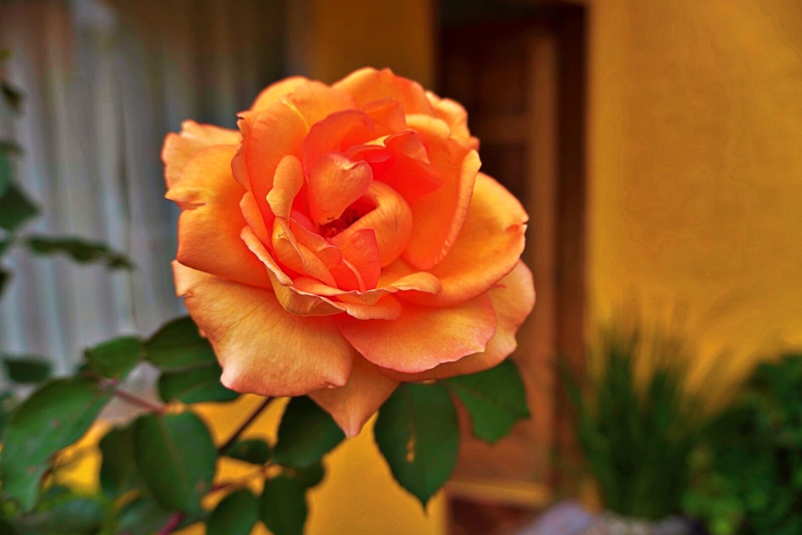 Sony a6400 sample photo. Roses, home, orange photography