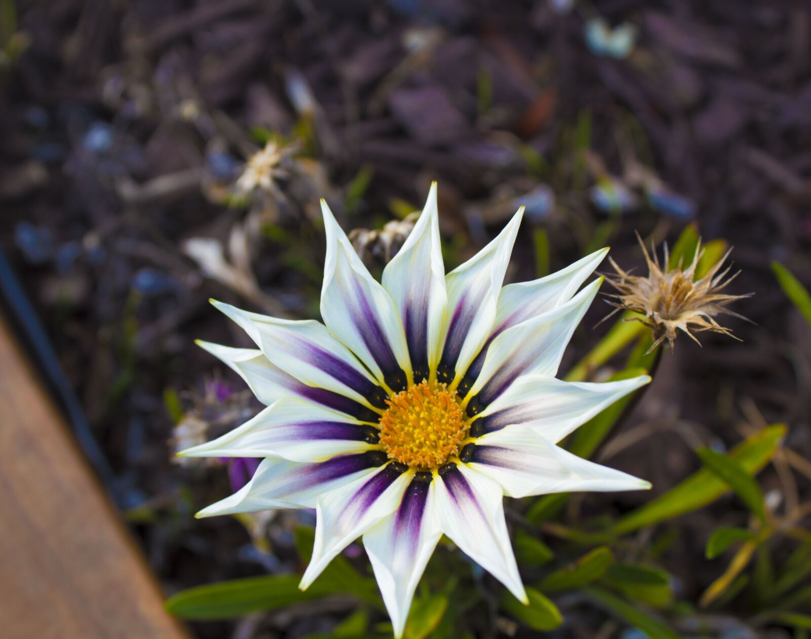 Canon EOS 1300D (EOS Rebel T6 / EOS Kiss X80) sample photo. Flower, close up, floral photography