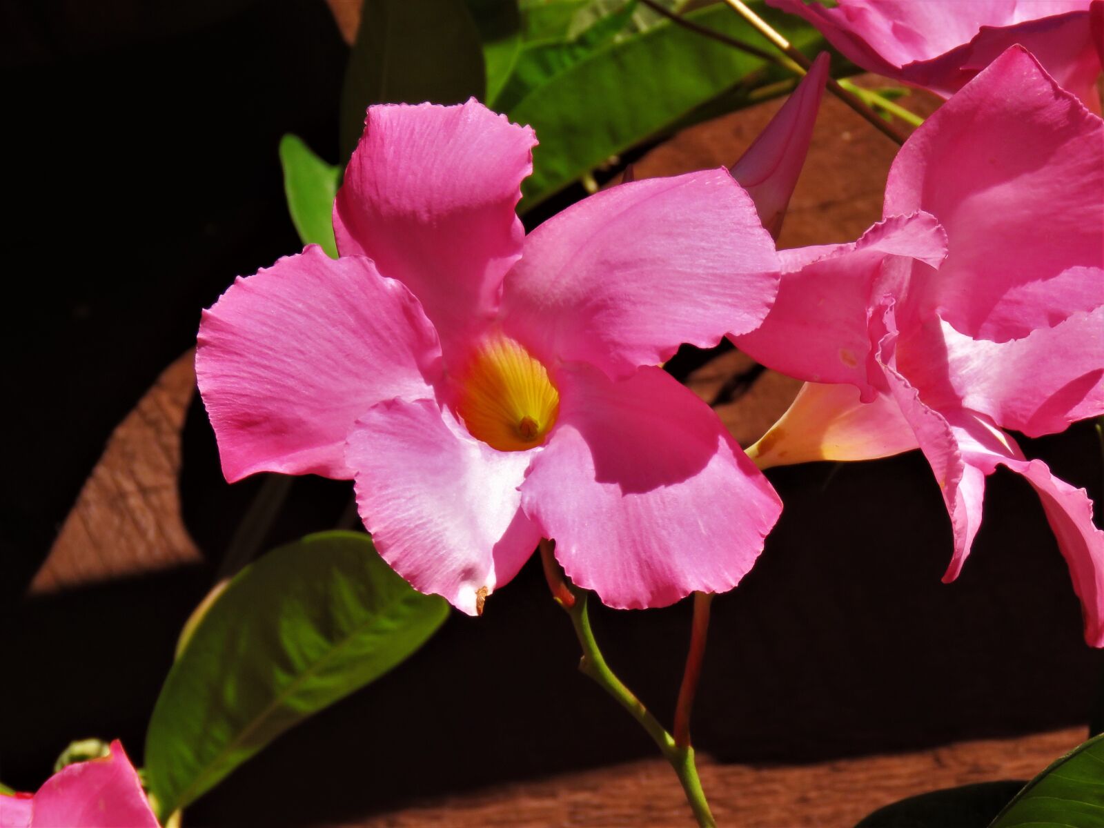 Canon PowerShot SX60 HS sample photo. Flower, pink, yellow photography