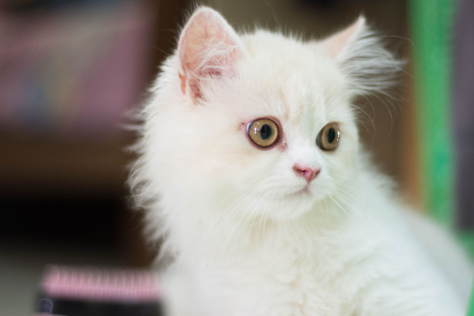Nikon D7200 sample photo. Cat, white, animals photography