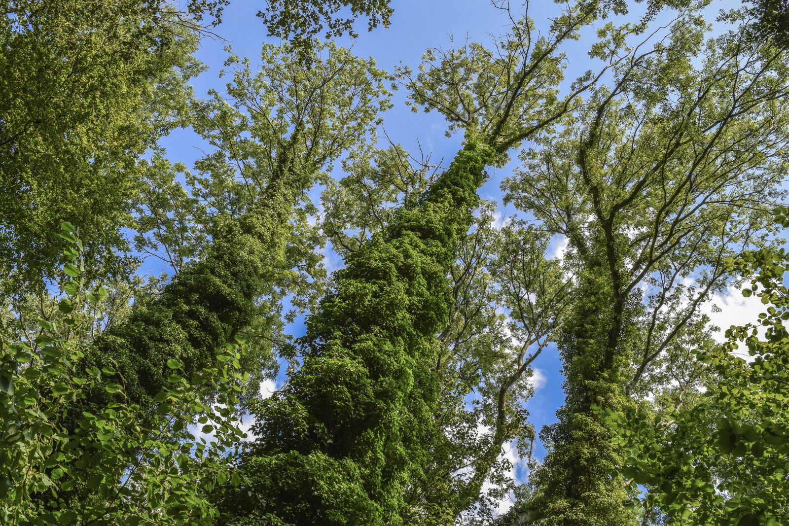Nikon D3300 sample photo. Trees, forest, ivy photography
