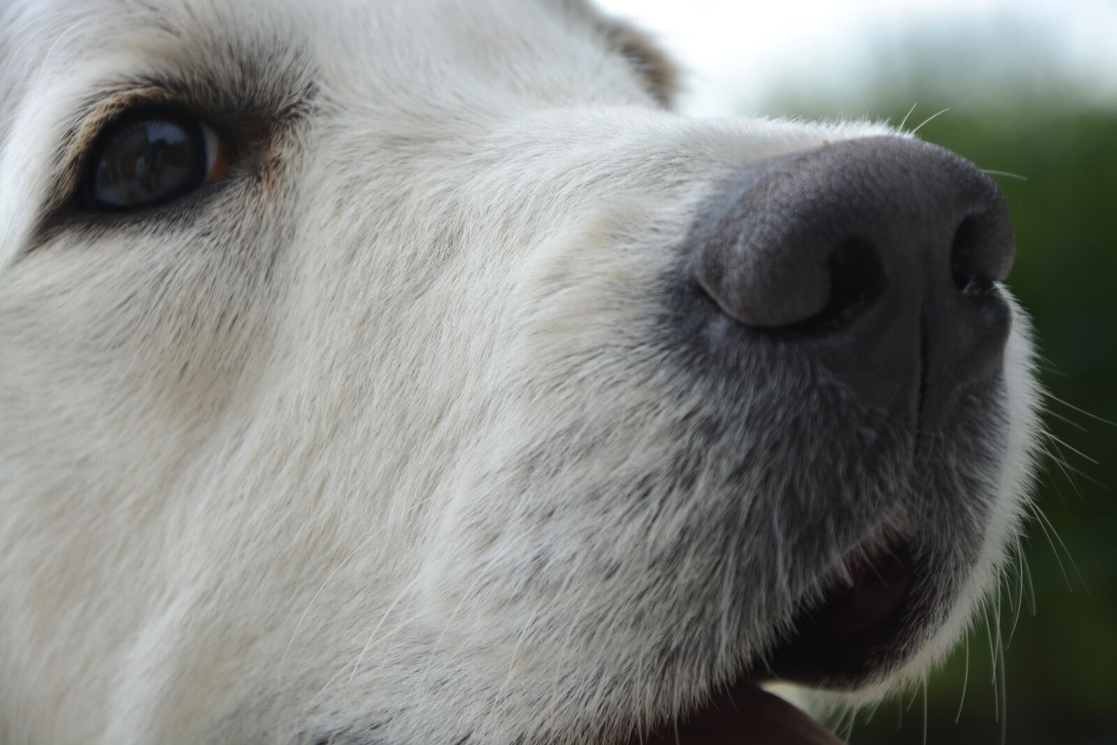Nikon D5200 sample photo. Dog, bitch, portrait photography