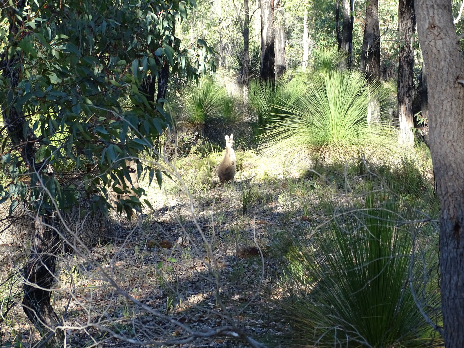 Sony Cyber-shot DSC-HX400V sample photo. Kangaroo photography