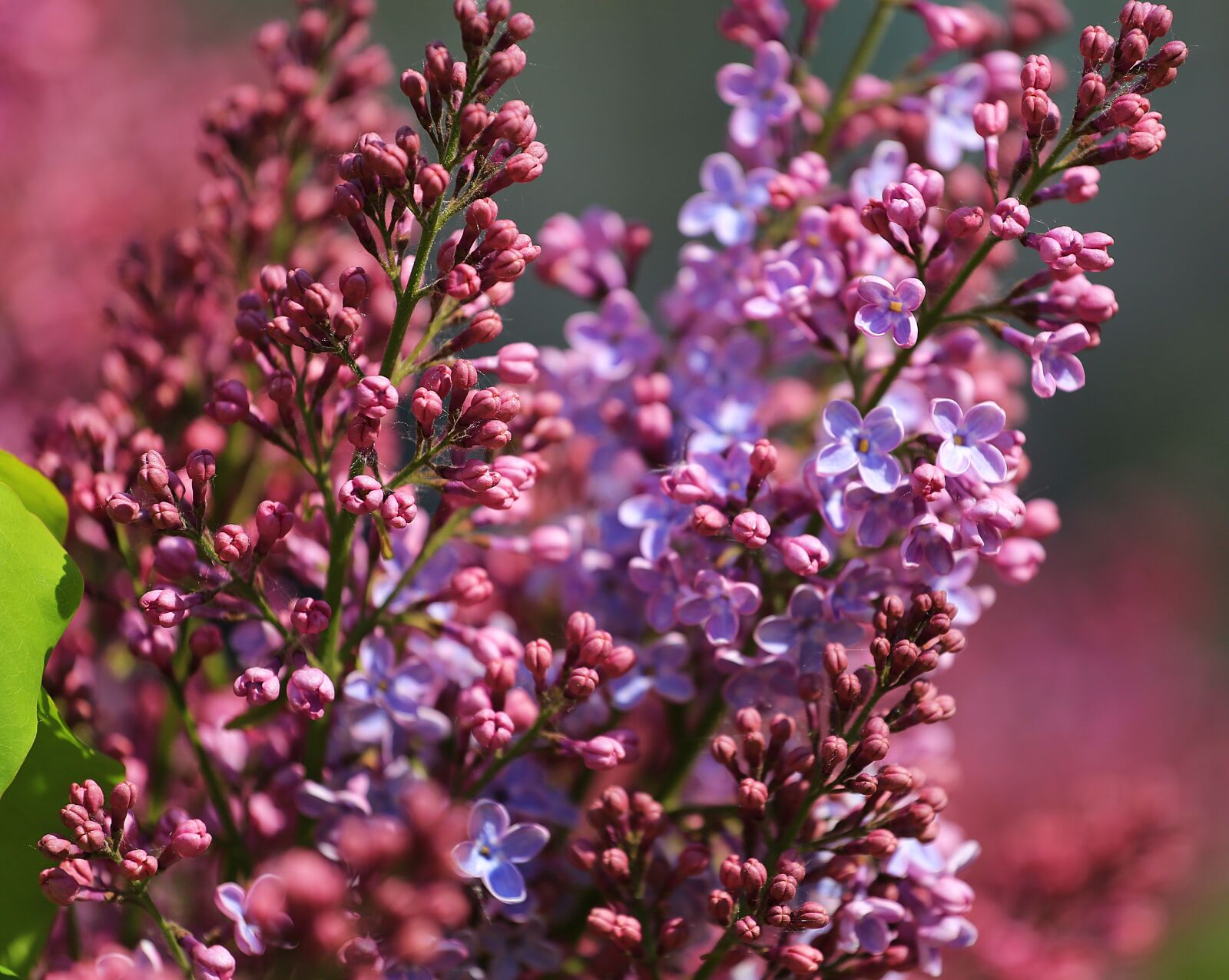 Canon EOS 6D + Canon EF 70-200mm F4L USM sample photo. Lilac, beauty, blooms photography