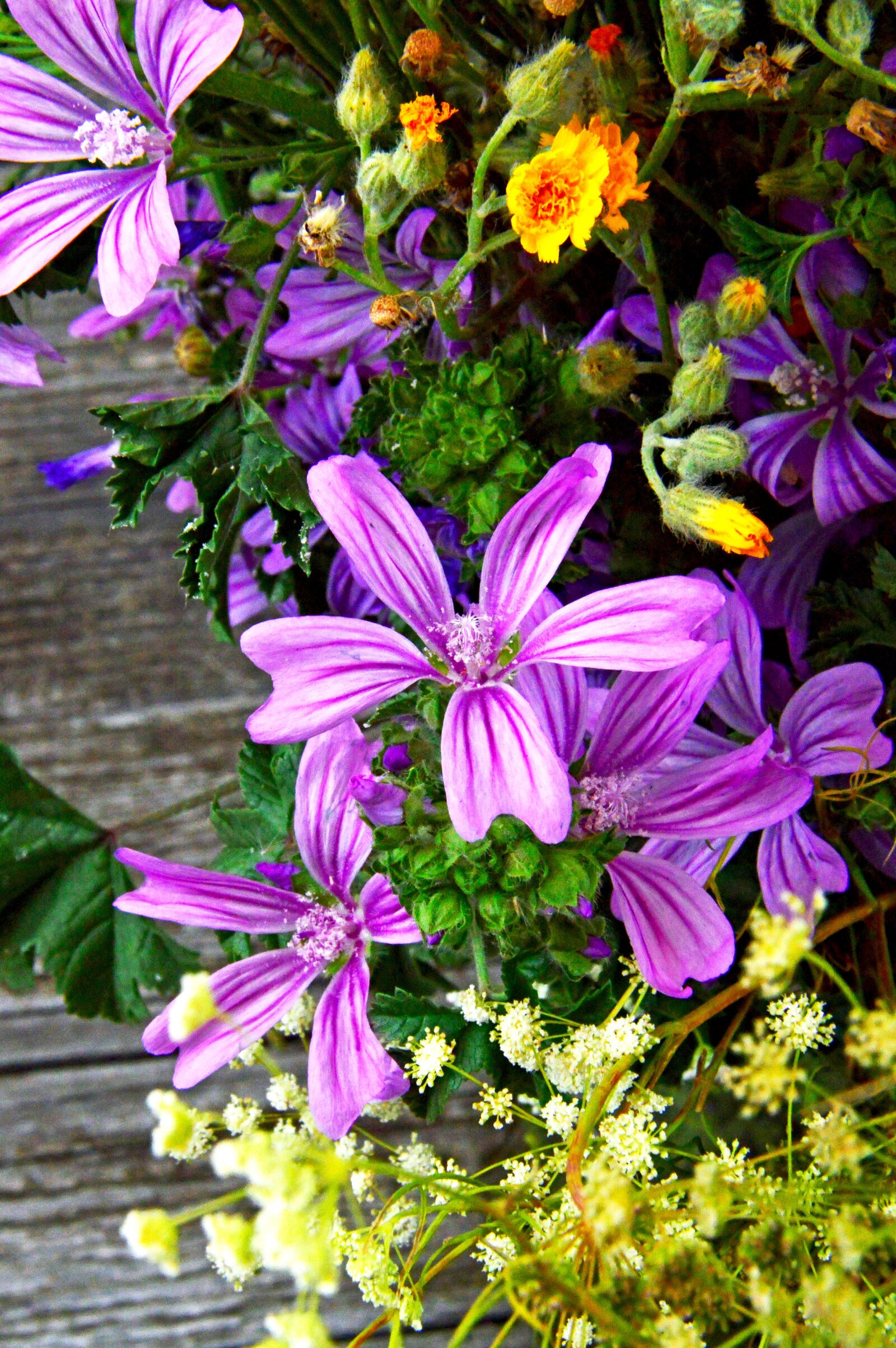 Nikon D3200 sample photo. Wildflowers, wild flowers, meadow photography