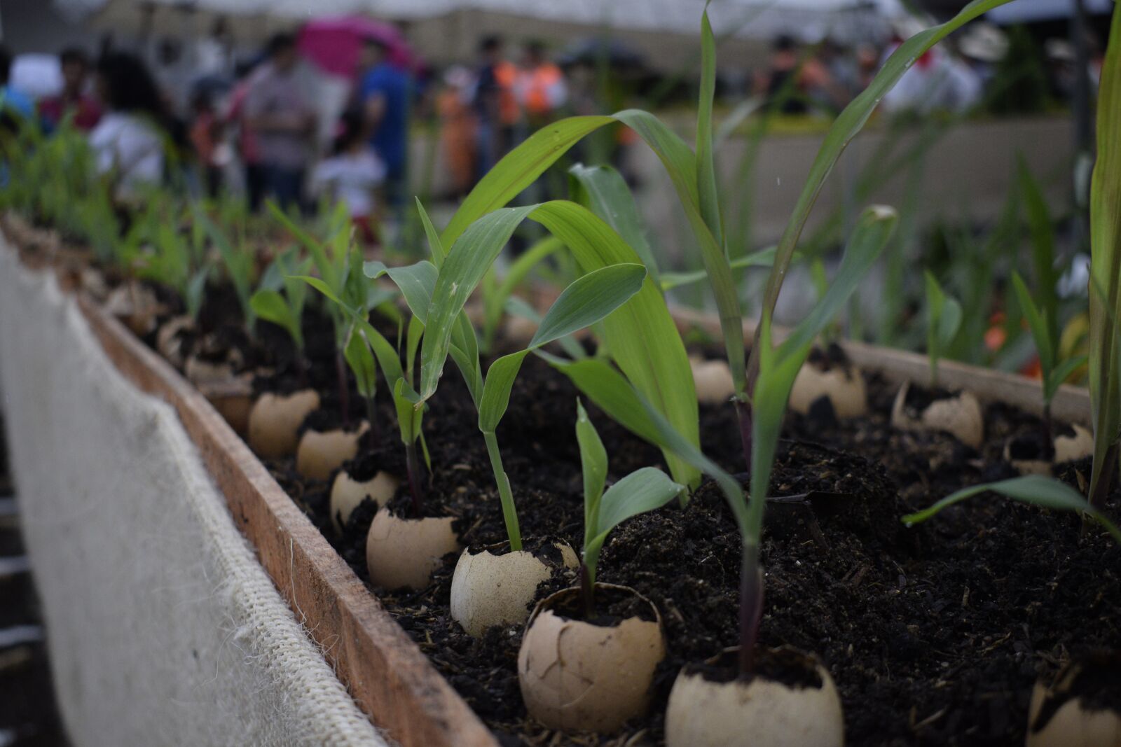 Nikon D5300 sample photo. Plants, planting, green photography
