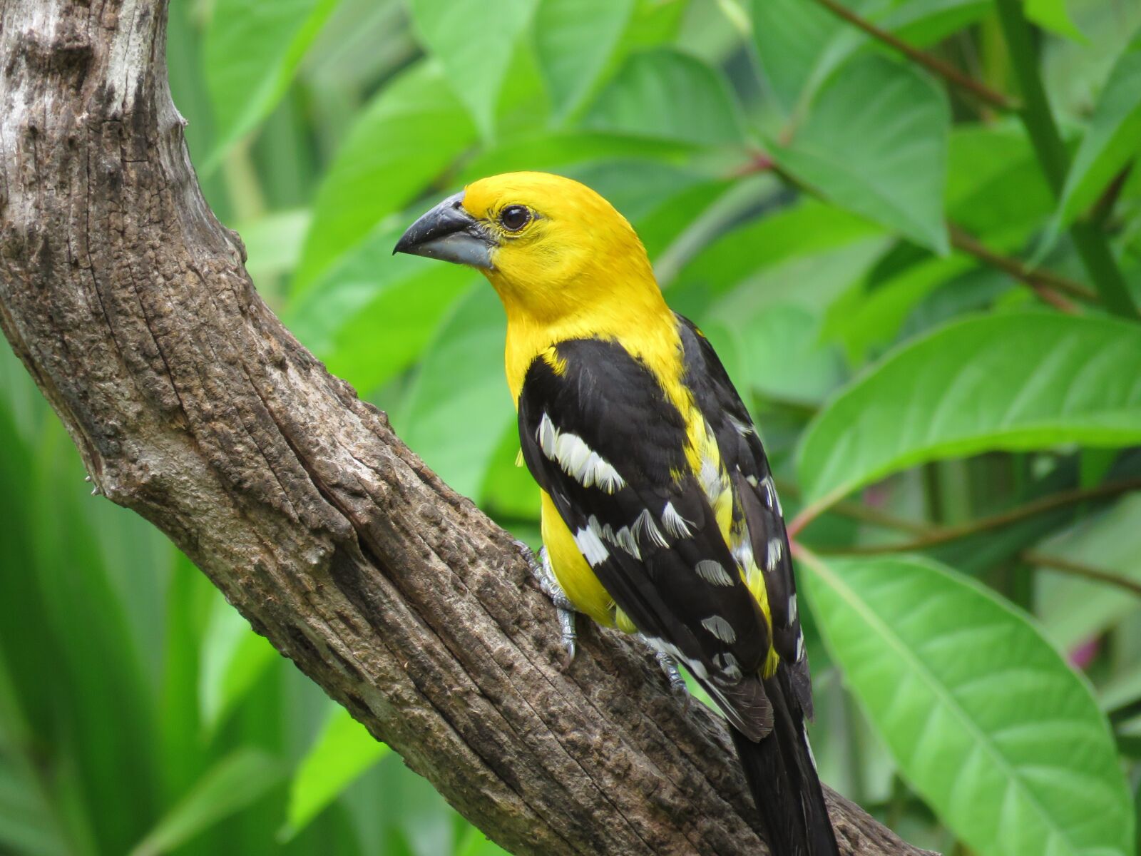 Canon PowerShot SX60 HS sample photo. Yellow grosbeak, mexico, bird photography