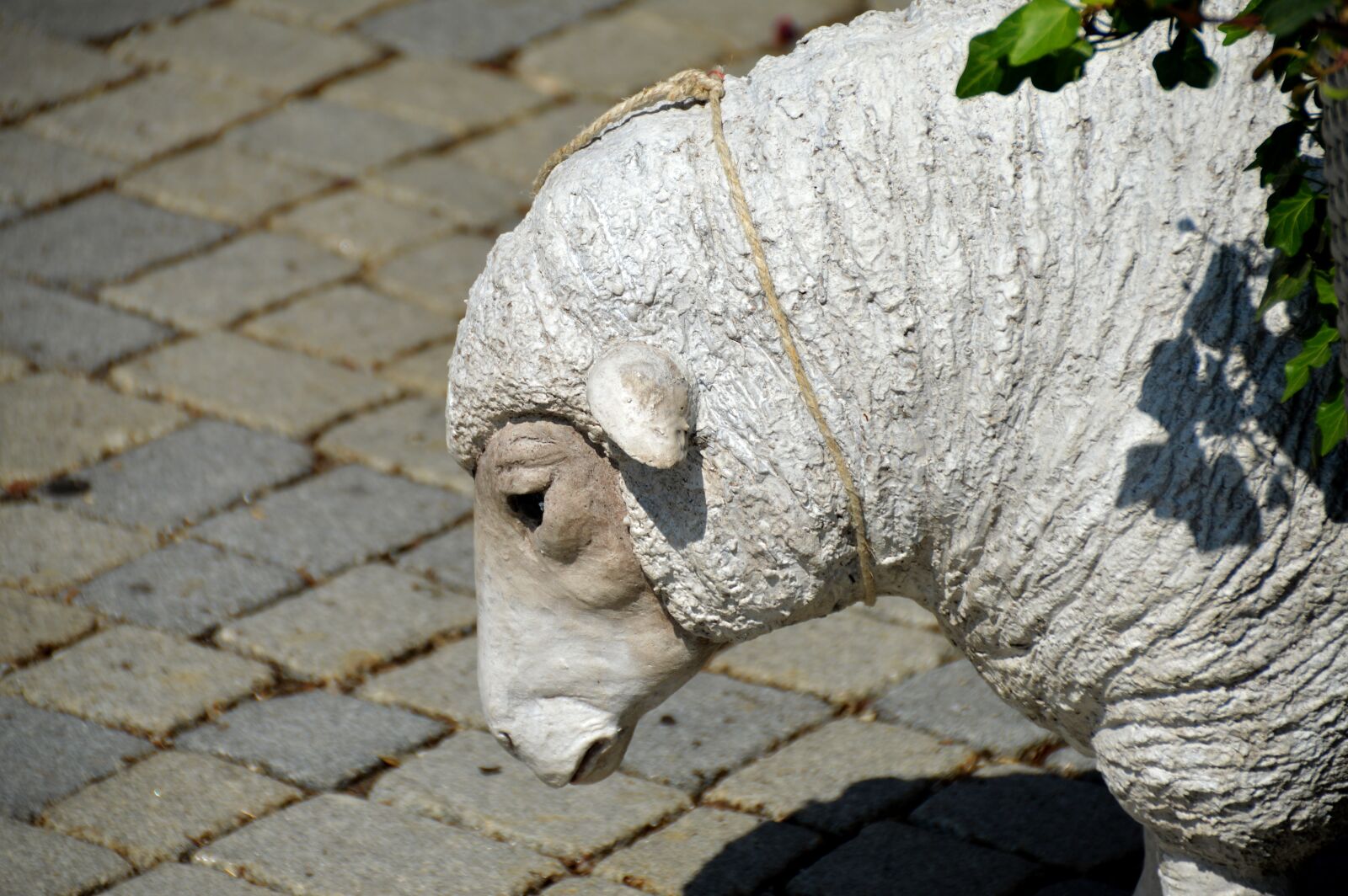 Nikon D3200 sample photo. Sheep, sheepshead, figure photography