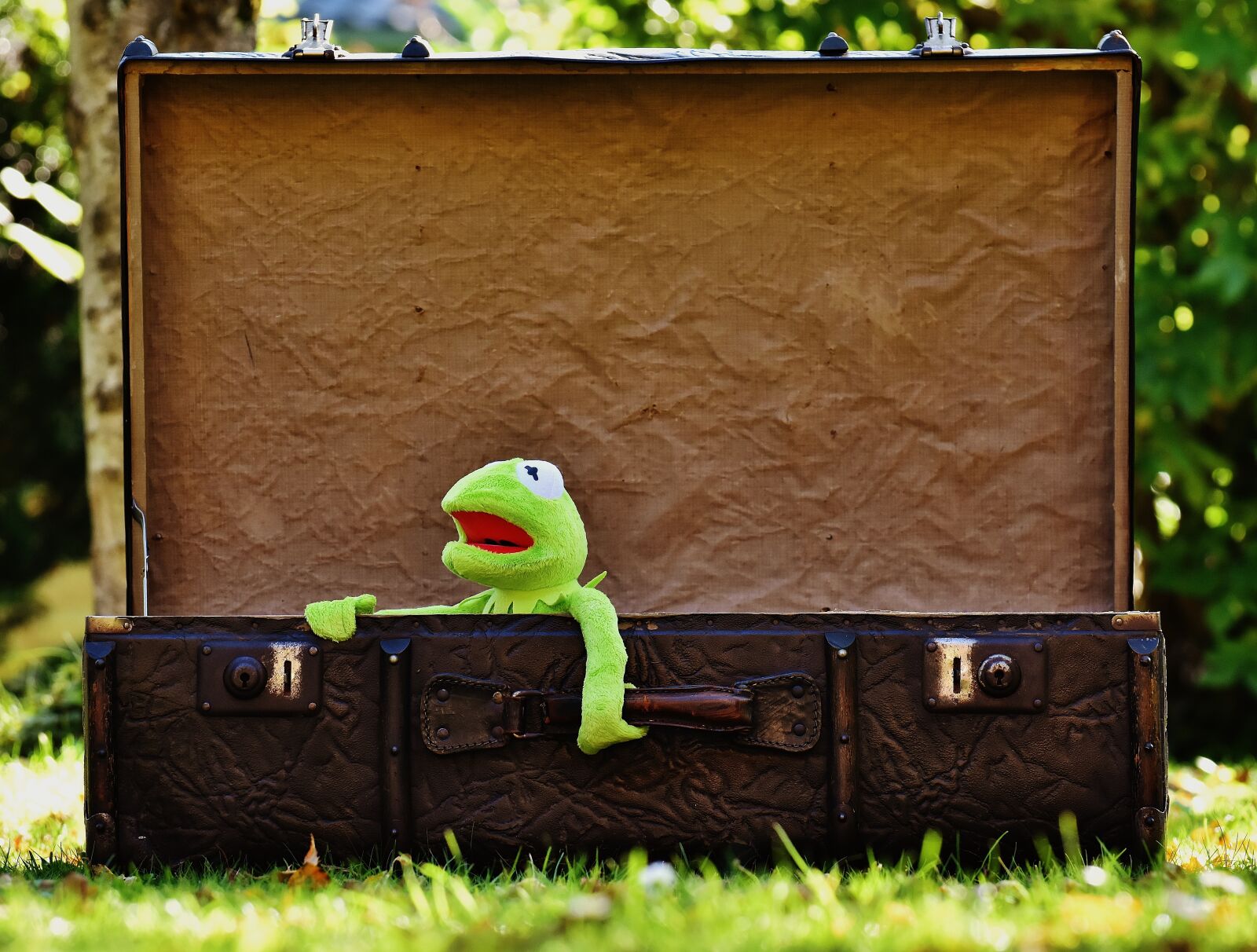 Nikon D7200 sample photo. Kermit, farewell, cute photography