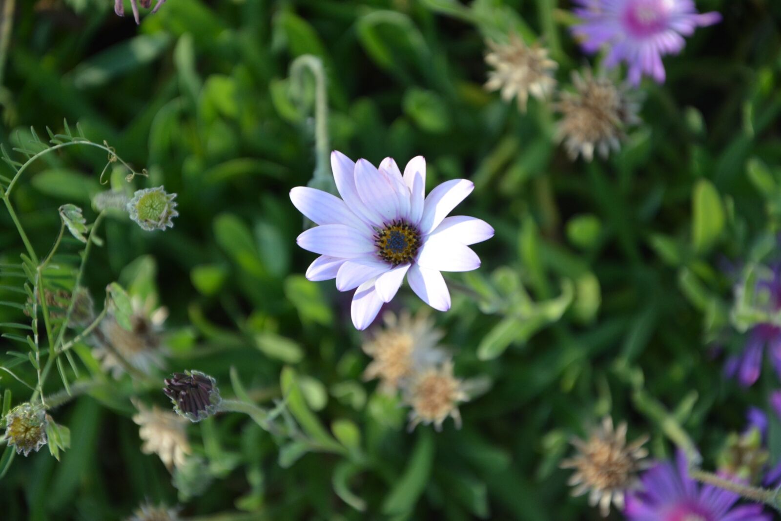Nikon D5200 sample photo. Flower, flowering, flowers photography