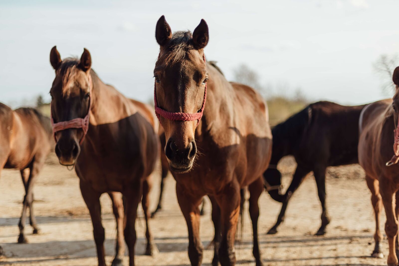 Canon EOS 5D Mark III sample photo. Brown, stallion, horses, farm photography