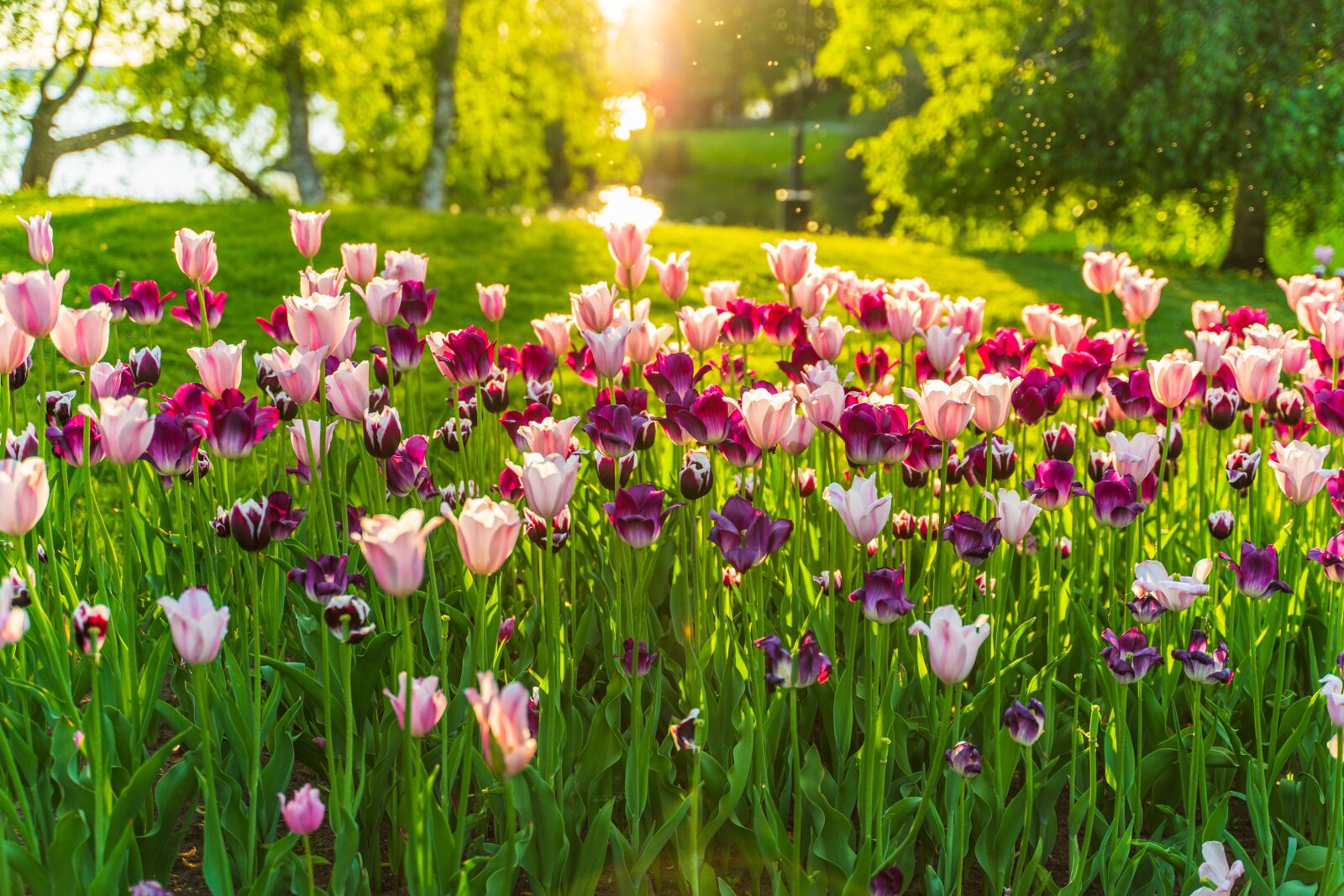 Sony a7 II + Tamron 28-75mm F2.8 Di III RXD sample photo. Tulip, sunset, landscape photography