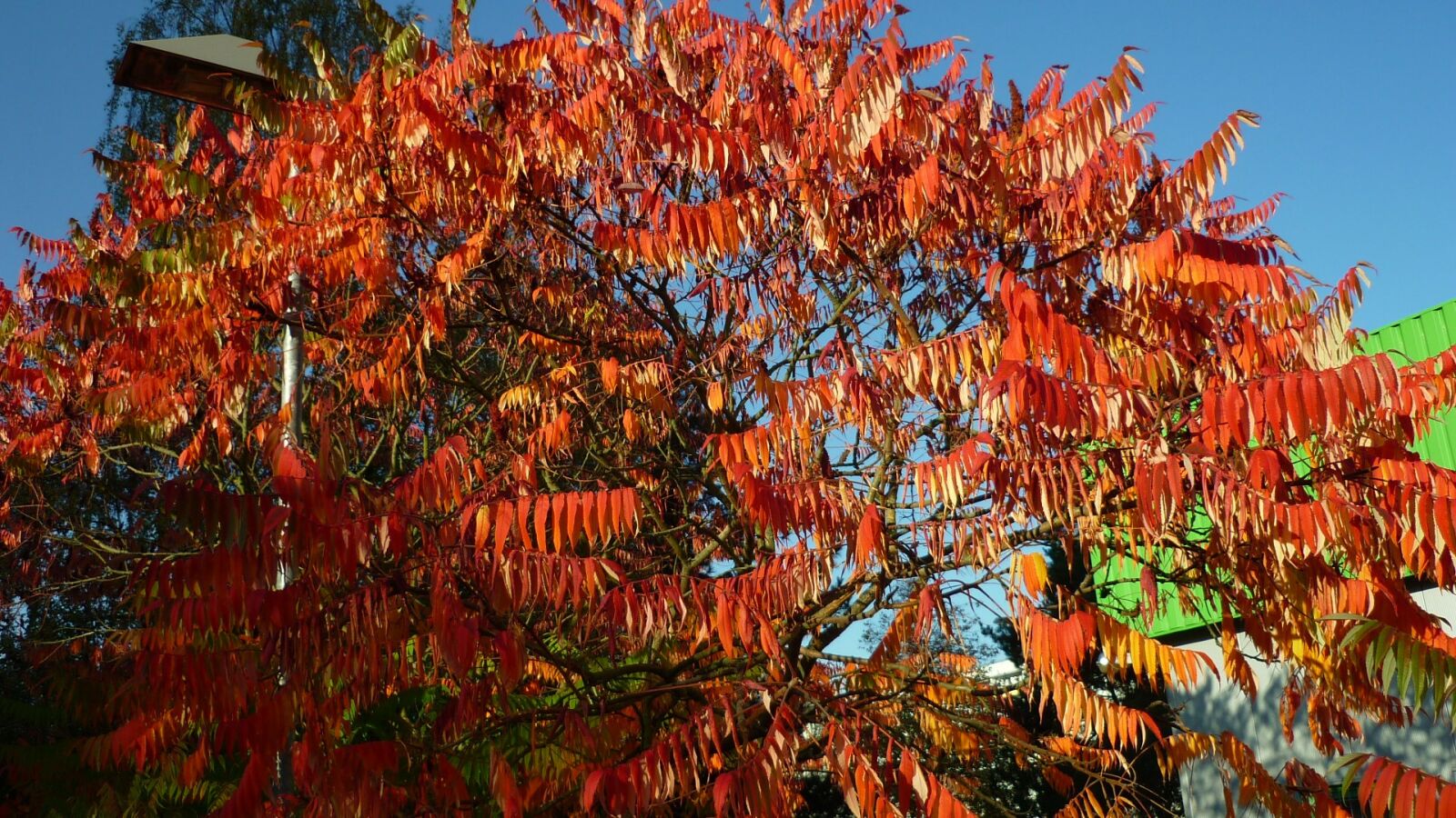 Panasonic Lumix DMC-FS6 sample photo. Autumn glow, fiery, red-hot photography