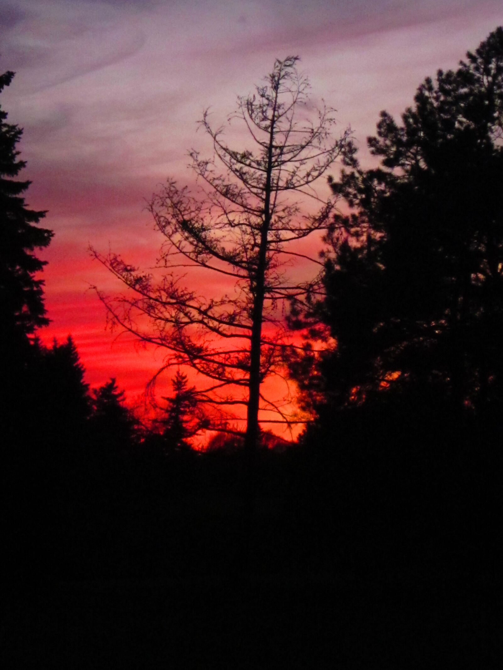 Canon PowerShot A1200 sample photo. Forest, sunset, trees photography