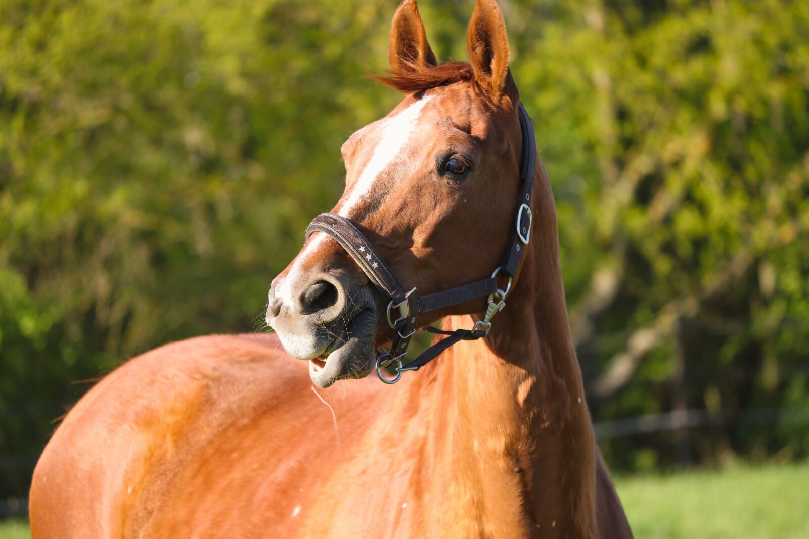 Canon EOS 200D (EOS Rebel SL2 / EOS Kiss X9) sample photo. Horse, head, horse head photography