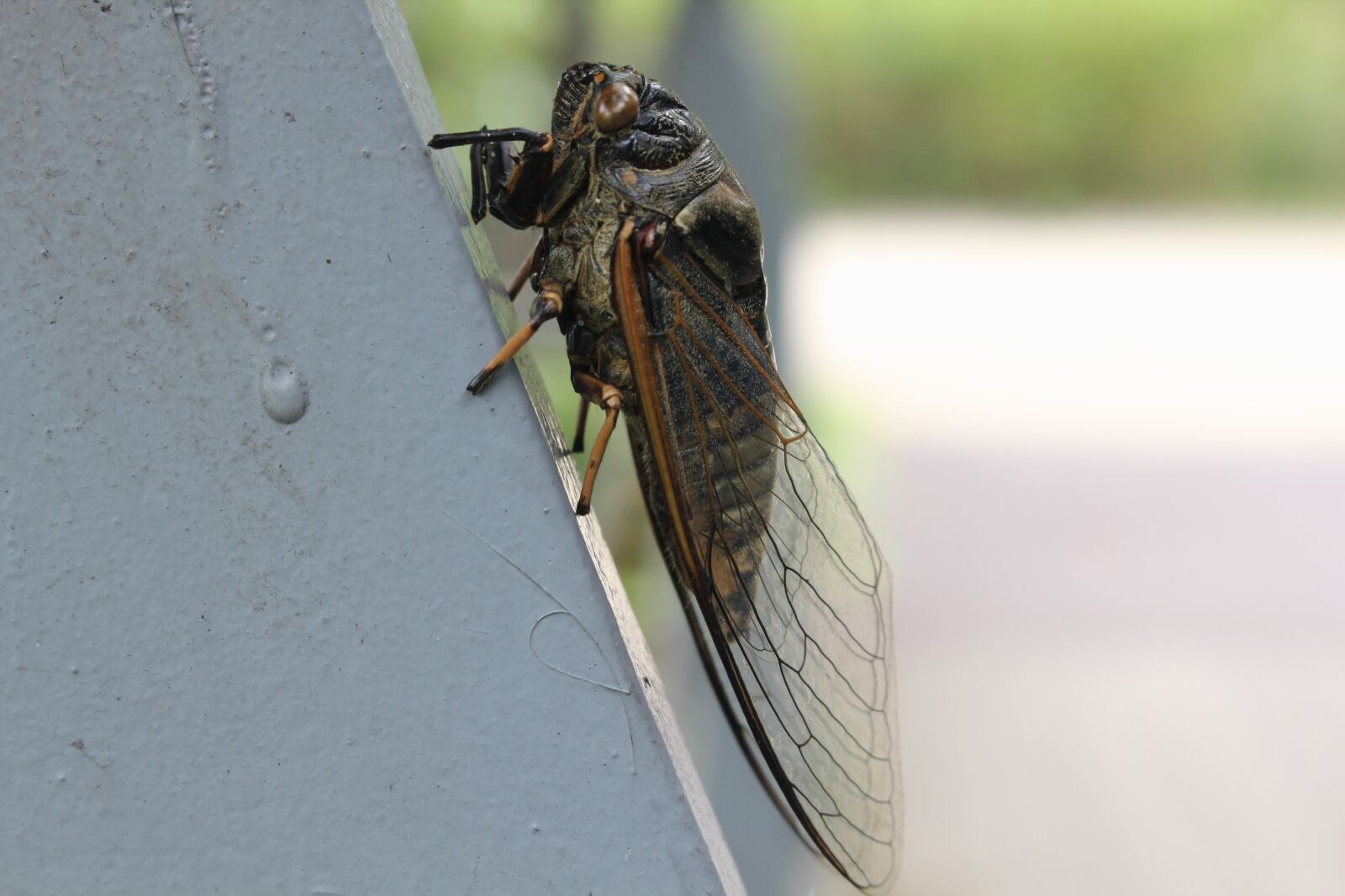 Canon EOS 550D (EOS Rebel T2i / EOS Kiss X4) sample photo. Cicada, insects, wing photography