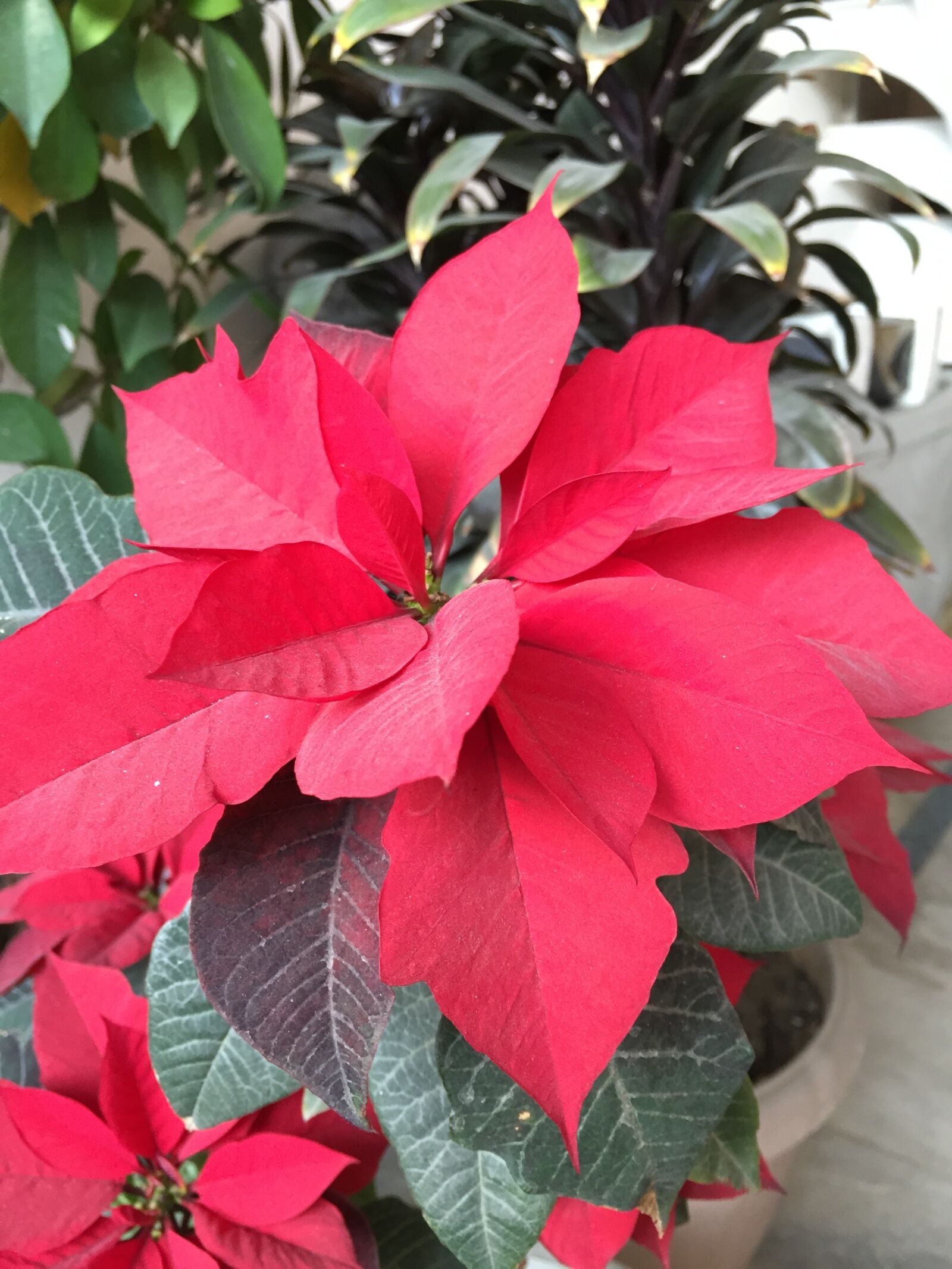 Apple iPhone 6 sample photo