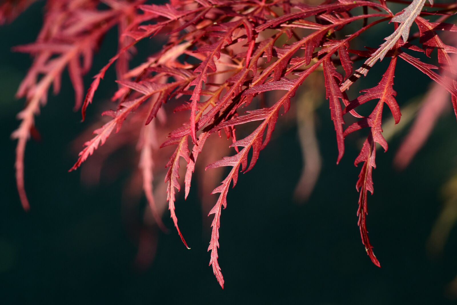 Nikon D3300 sample photo. Maple, leaves, red photography
