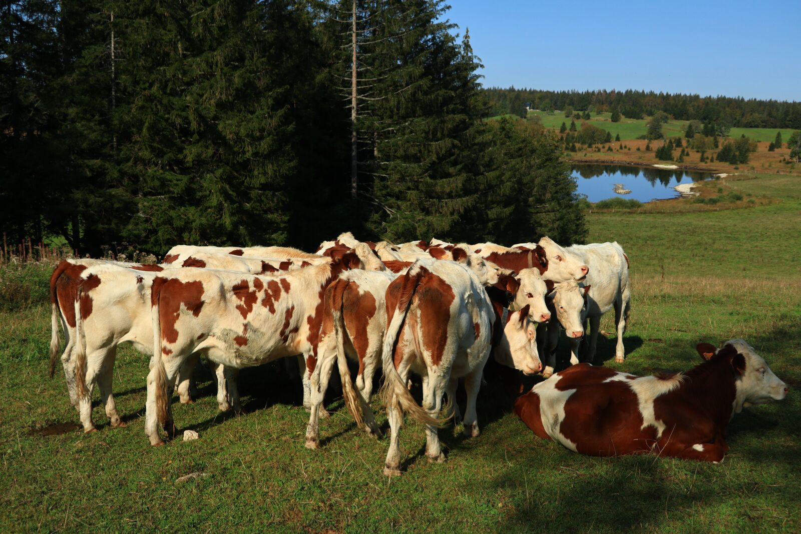 Canon PowerShot G1 X Mark III sample photo. Cows, cattle, livestock photography