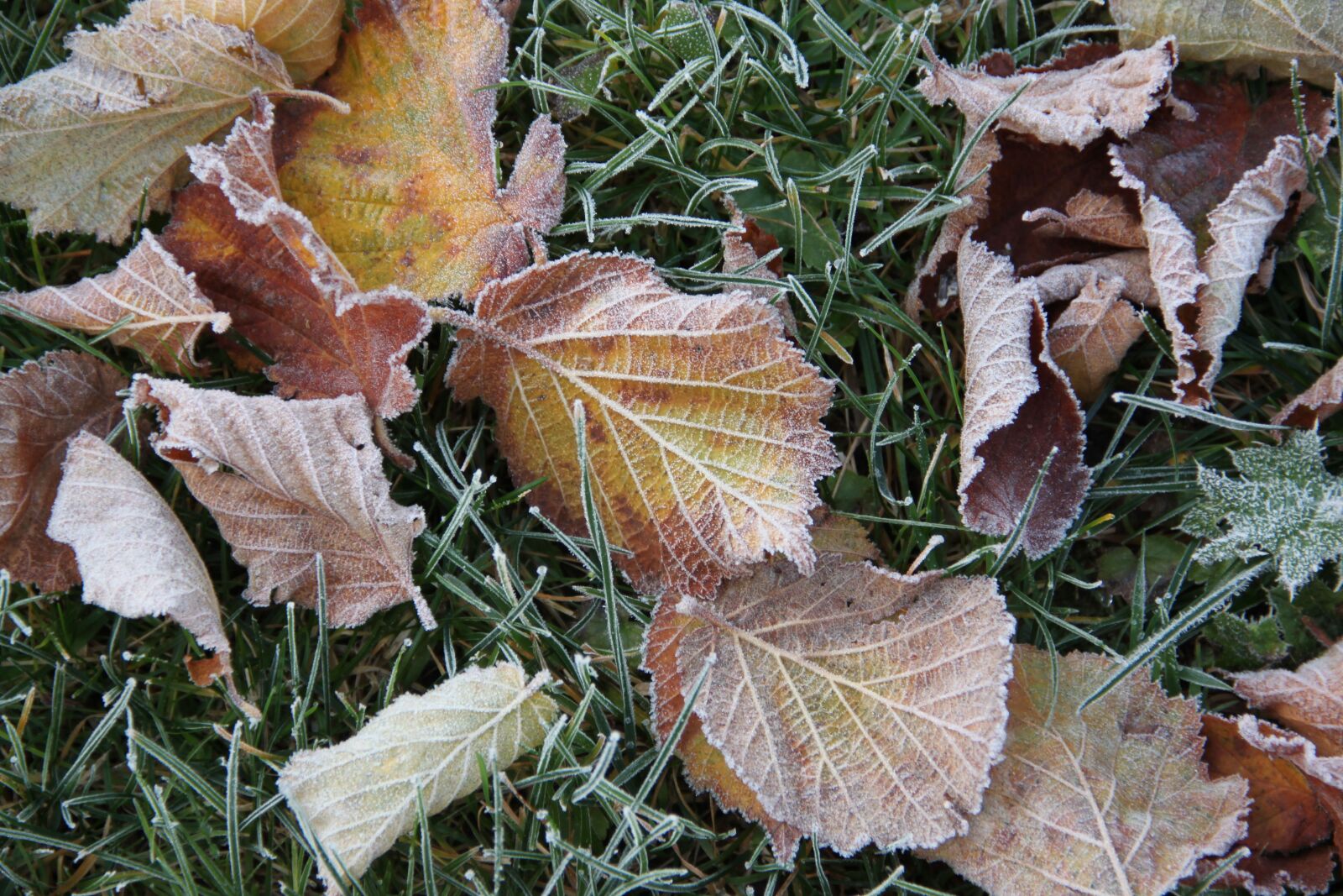 Canon EOS 500D (EOS Rebel T1i / EOS Kiss X3) sample photo. Hoarfrost, frost, ripe photography