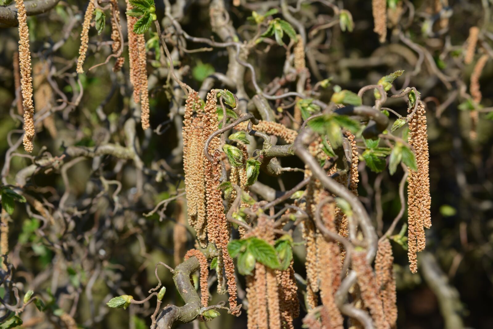 Nikon D5200 sample photo. Blossom, bloom, hazelnut photography