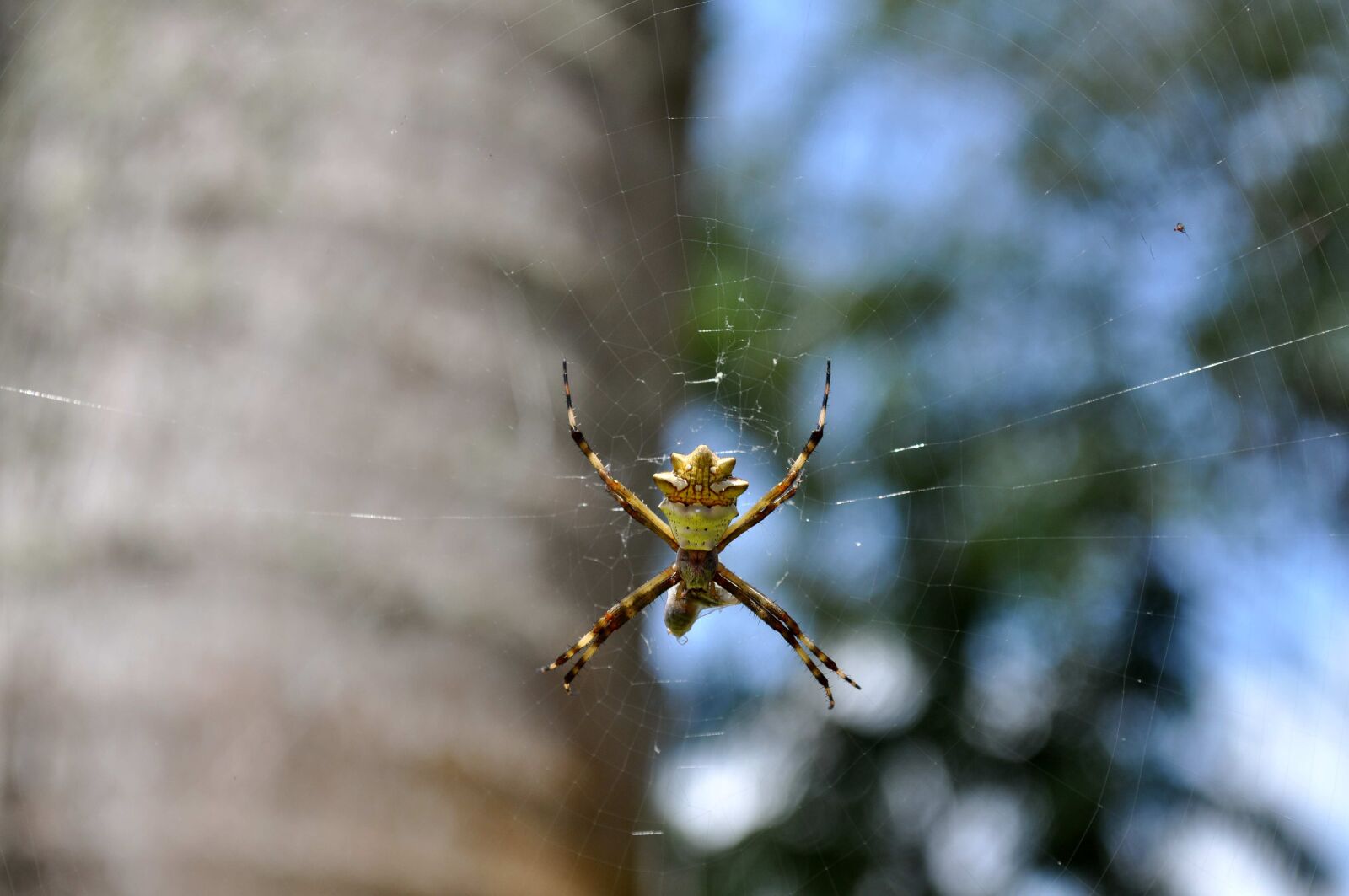 Nikon D5000 sample photo. Spider, insect, net photography