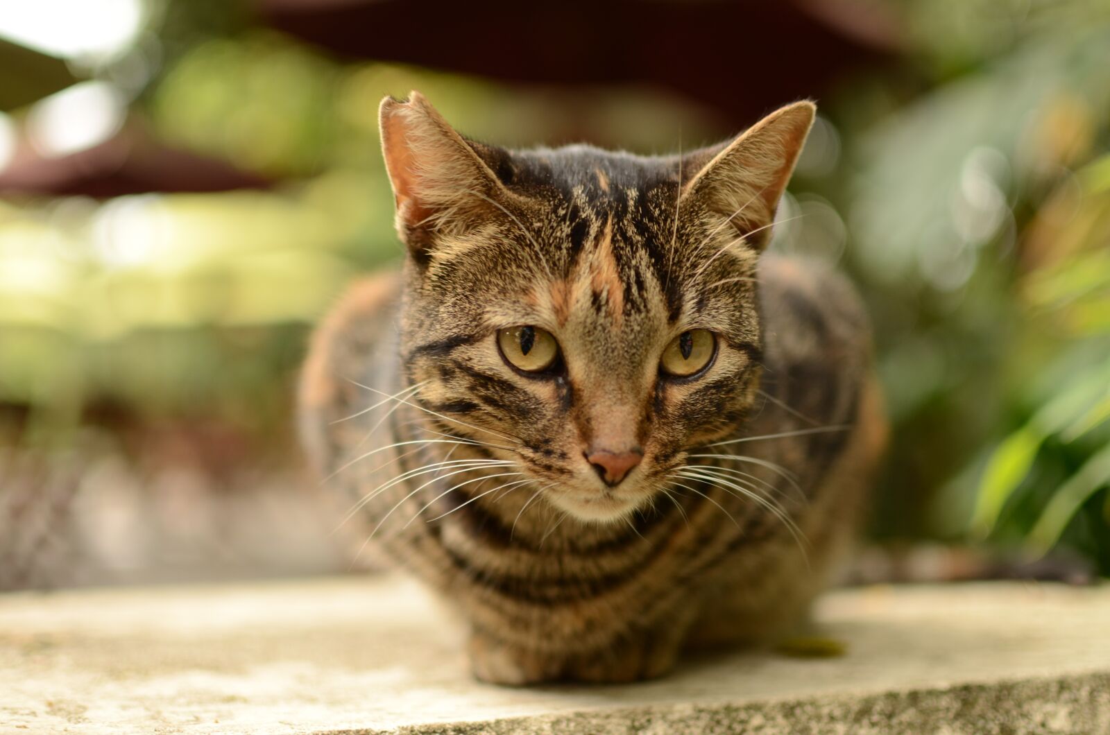 Nikon D7000 sample photo. Cat, eyes, pet photography