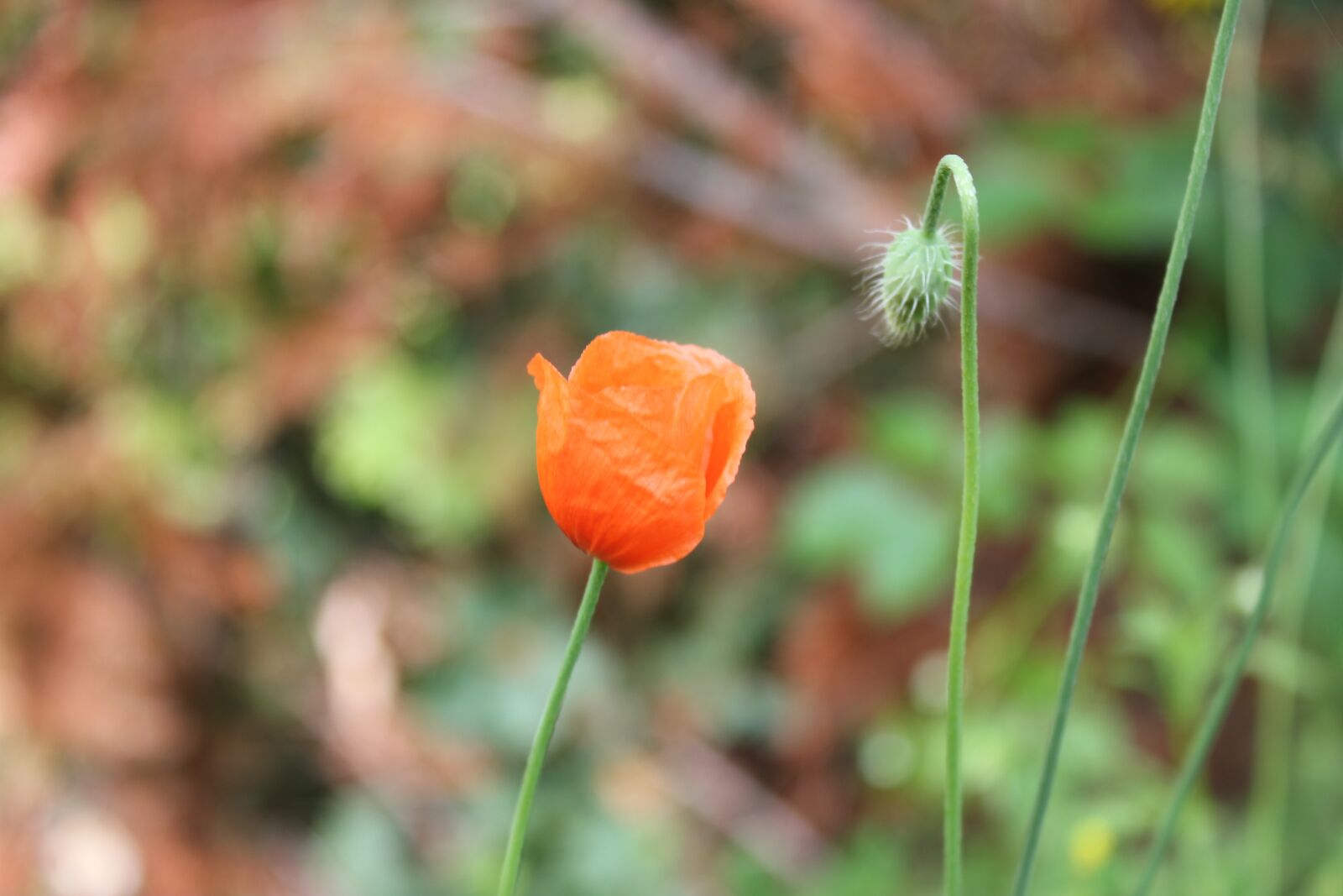 Canon EOS 550D (EOS Rebel T2i / EOS Kiss X4) sample photo. Flower, poppy, meadow photography