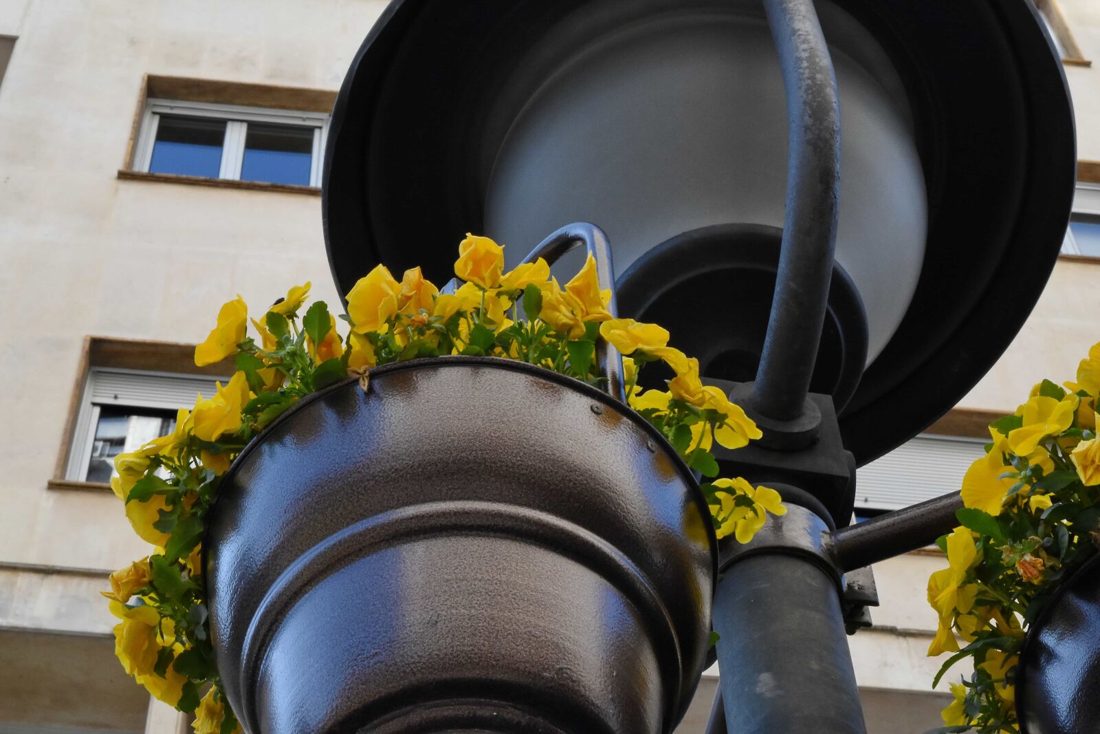 Nikon D5500 sample photo. Lamp, outdoor, flower, leaf photography