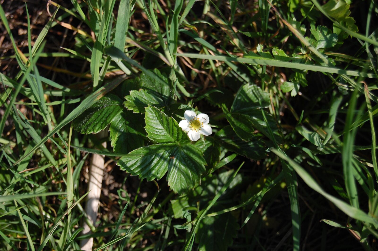 Nikon D40 sample photo. Strawberry, flower, spring photography