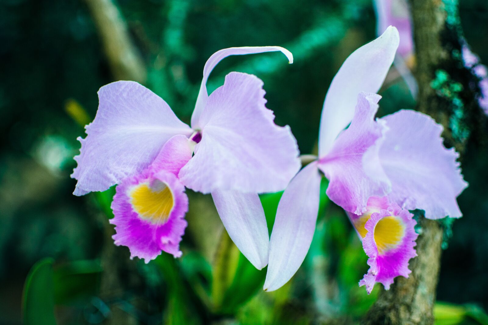 Nikon D7100 sample photo. Orchid, flower, petal photography
